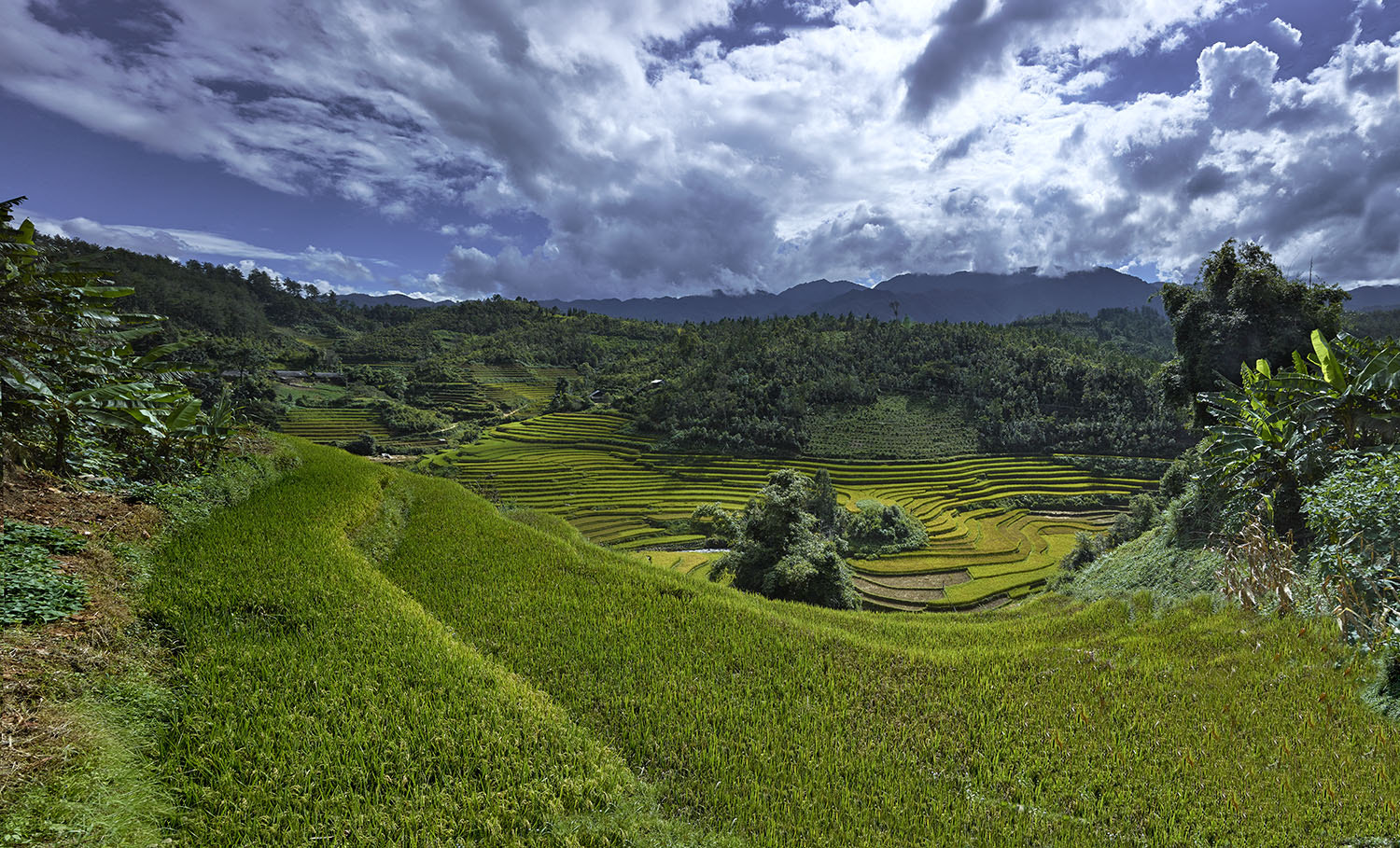 Phase One IQ260 sample photo. Mu cang chai vietnam photography
