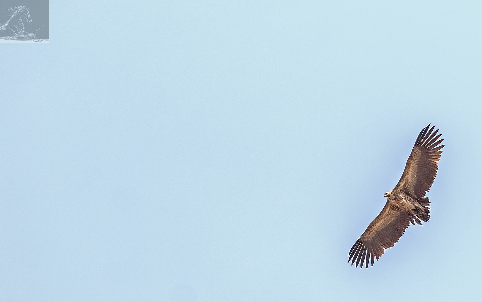 Canon EF 300mm F2.8L IS USM sample photo. Bandhavgarh 043 photography