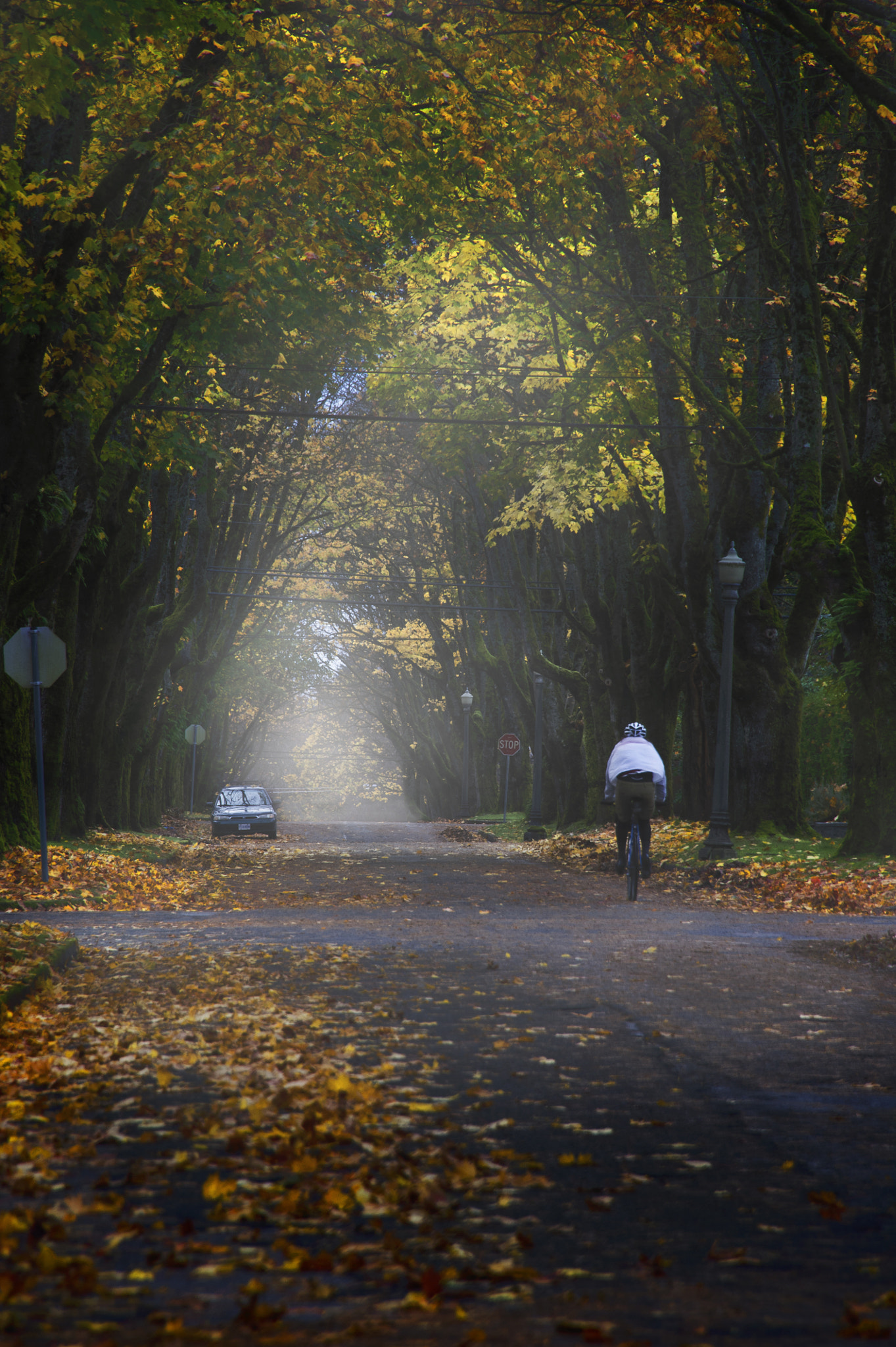 Nikon D3S sample photo. Foggy morning in the color of fall photography