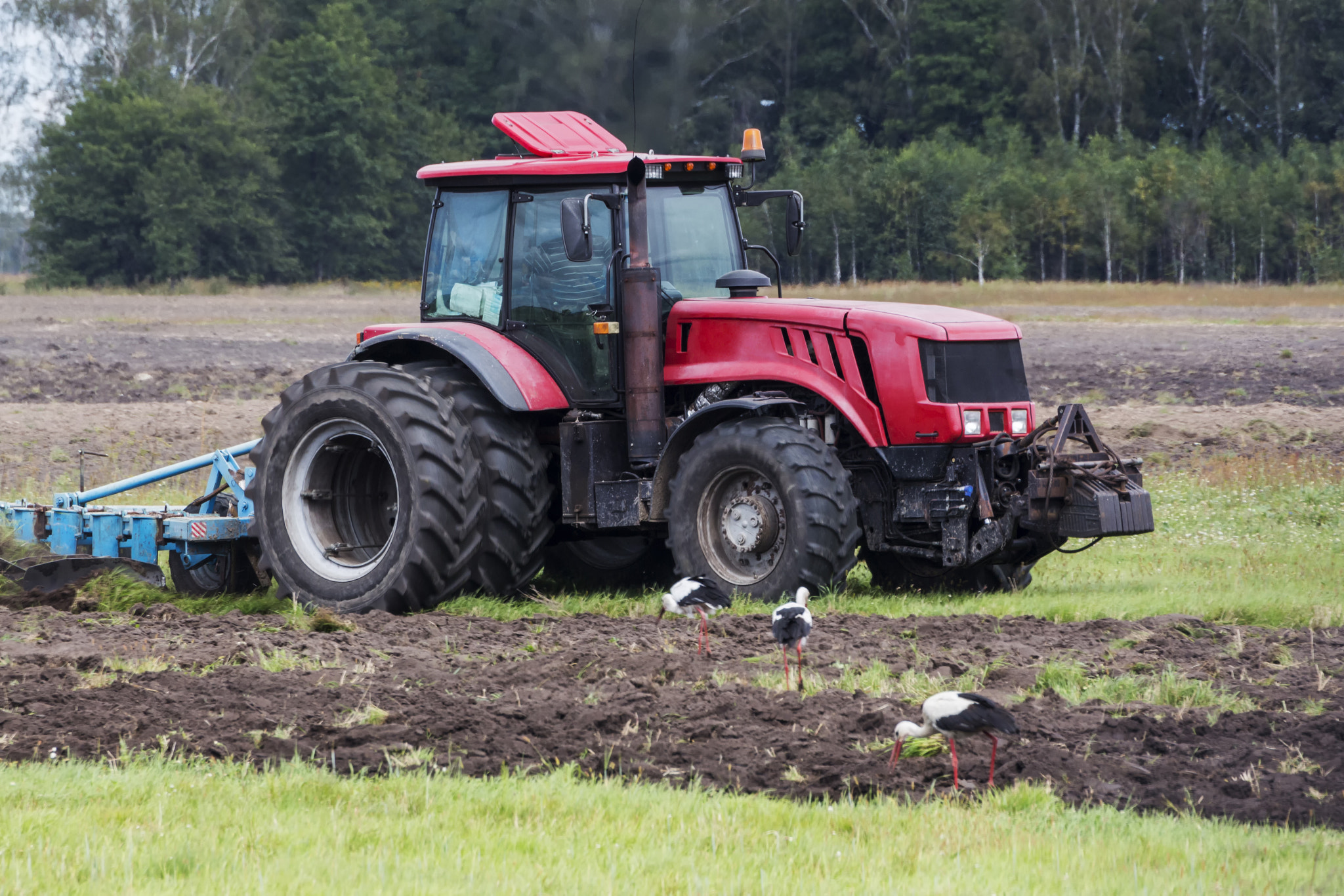Tamron SP 35mm F1.8 Di VC USD sample photo. Tractor and storks in the field. photography