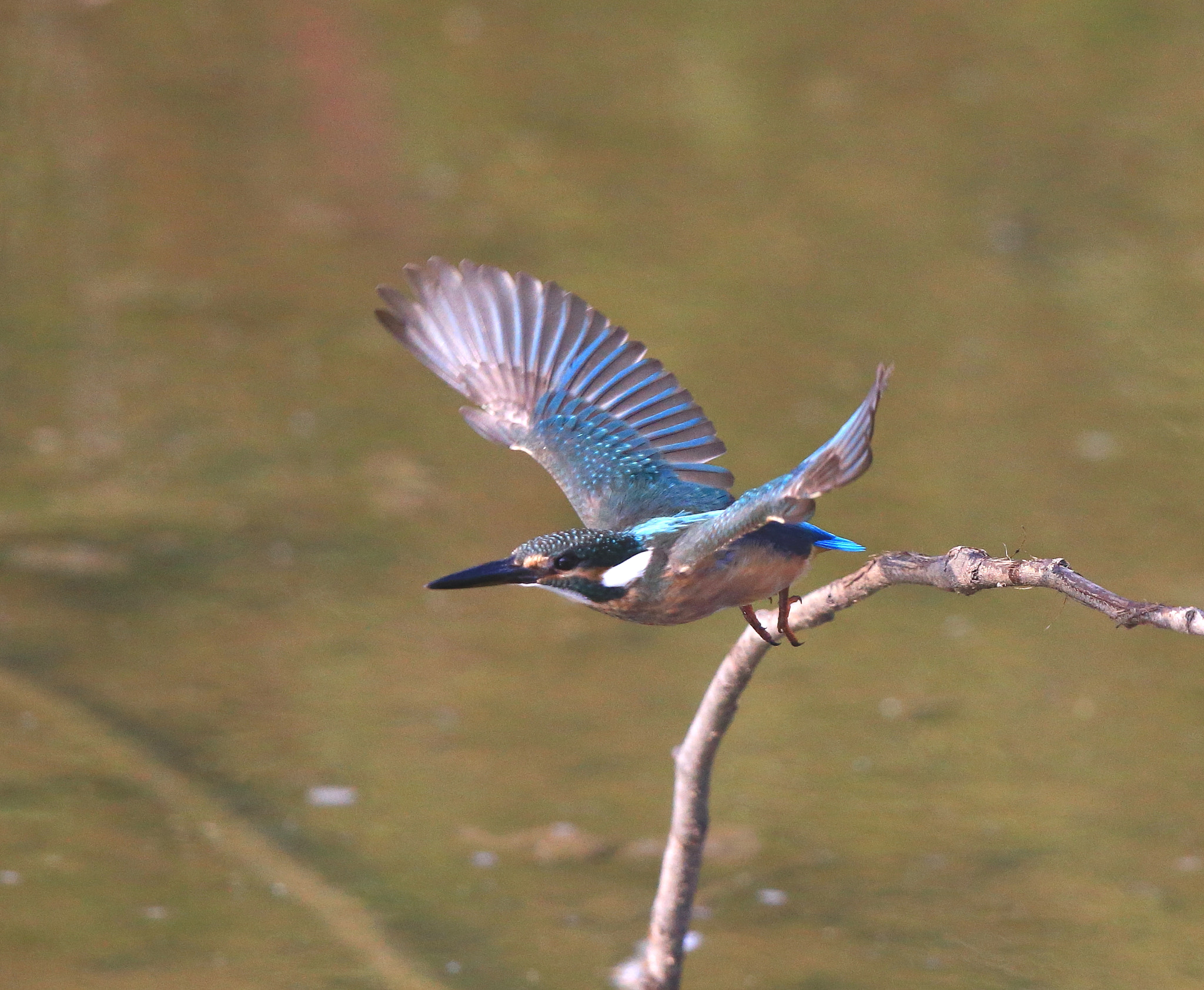 Canon EOS-1D X + Canon EF 600mm F4L IS II USM sample photo. 327 photography