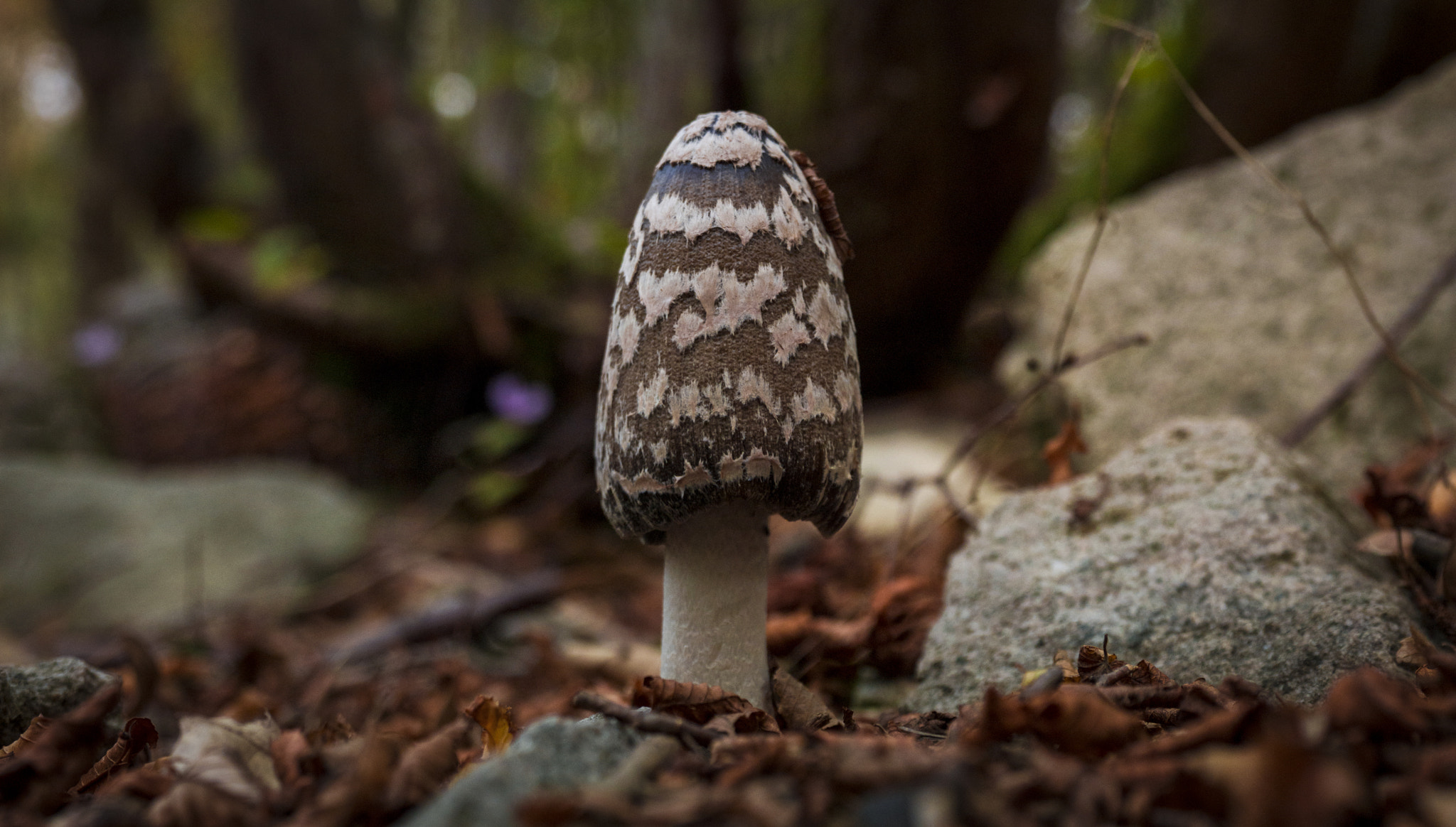 Fujifilm FinePix S6000fd sample photo. Coprinopsis picacea photography