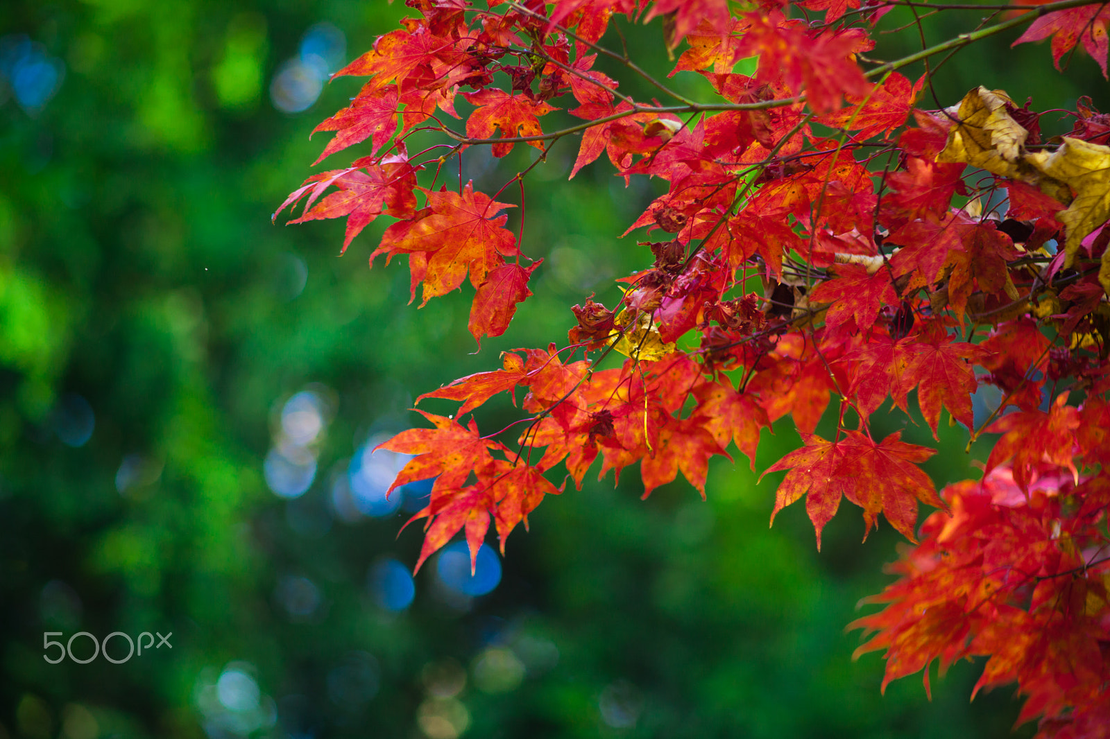 Canon EOS 5D Mark II + Canon EF 135mm F2.8 SF sample photo. Leafs photography