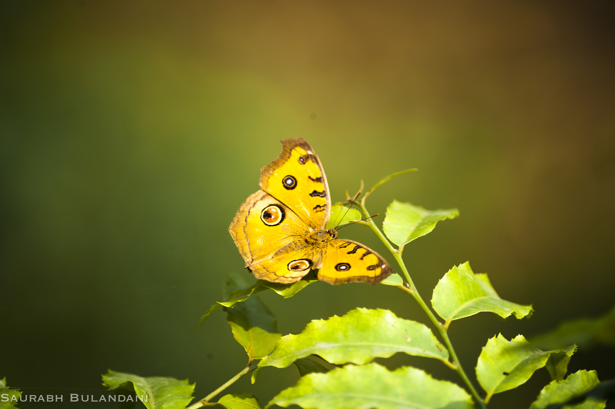 Nikon D700 sample photo. A butterfly shot photography