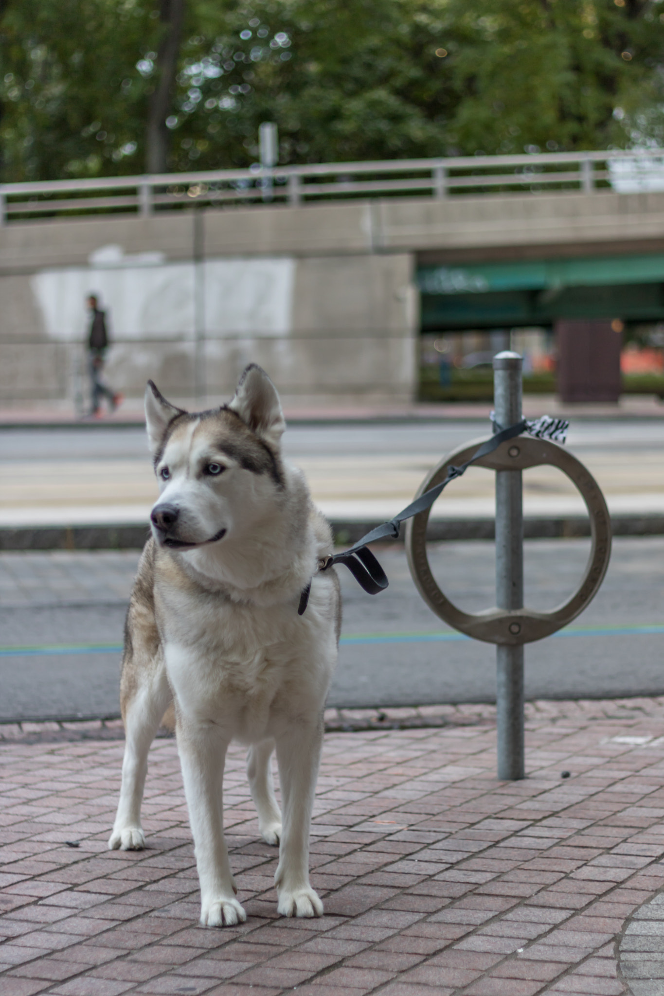 Canon EOS 760D (EOS Rebel T6s / EOS 8000D) sample photo. Husky photography
