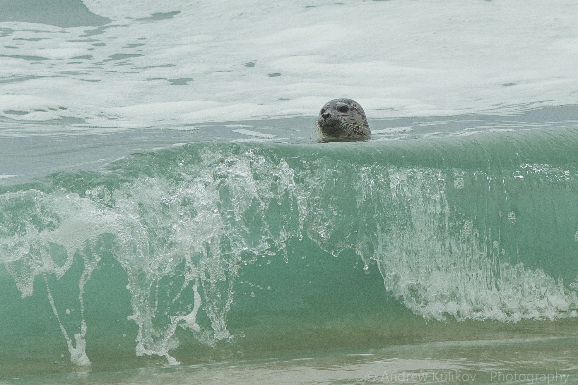 Canon EF 200mm F2.8L II USM sample photo. Swimmer photography