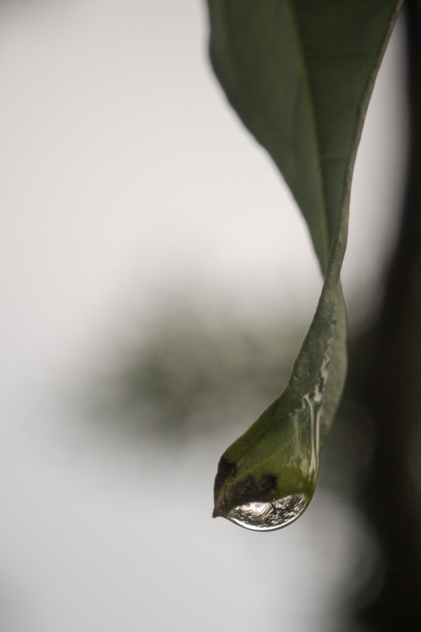 Olympus OM-D E-M10 II sample photo. Drop of reflection photography