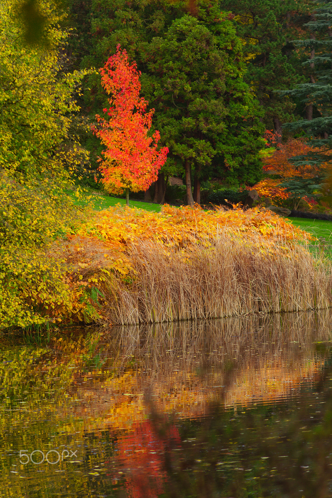 Canon EOS 5D Mark II + Canon EF 135mm F2.8 SF sample photo. Red tree photography