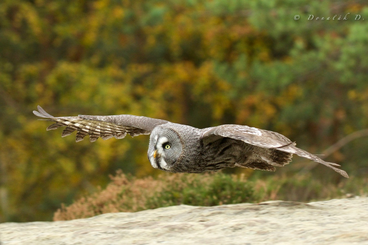 Canon EOS 7D Mark II + Canon EF 200-400mm F4L IS USM Extender 1.4x sample photo. Raid photography