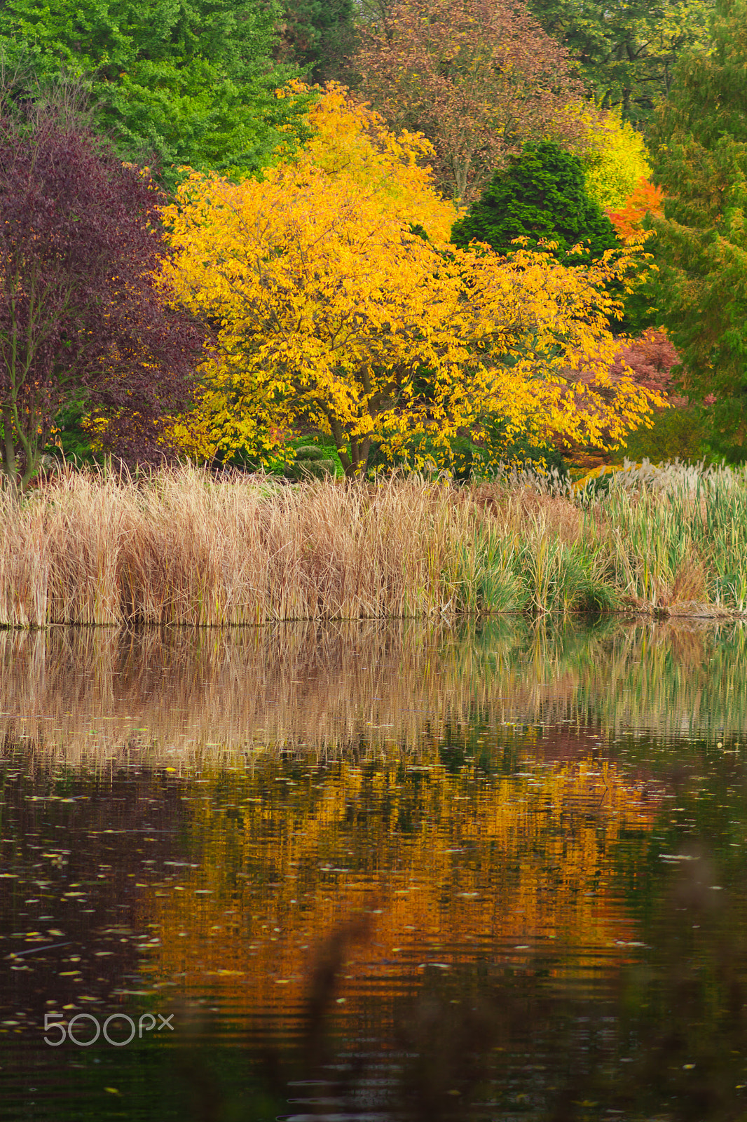 Canon EOS 5D Mark II sample photo. Fall photography