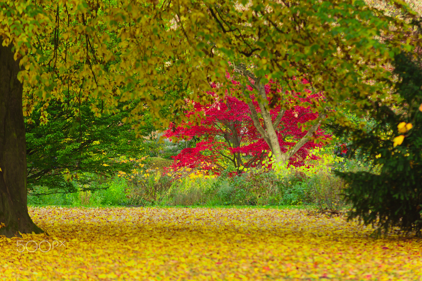 Canon EF 135mm F2.8 SF sample photo. Fall photography