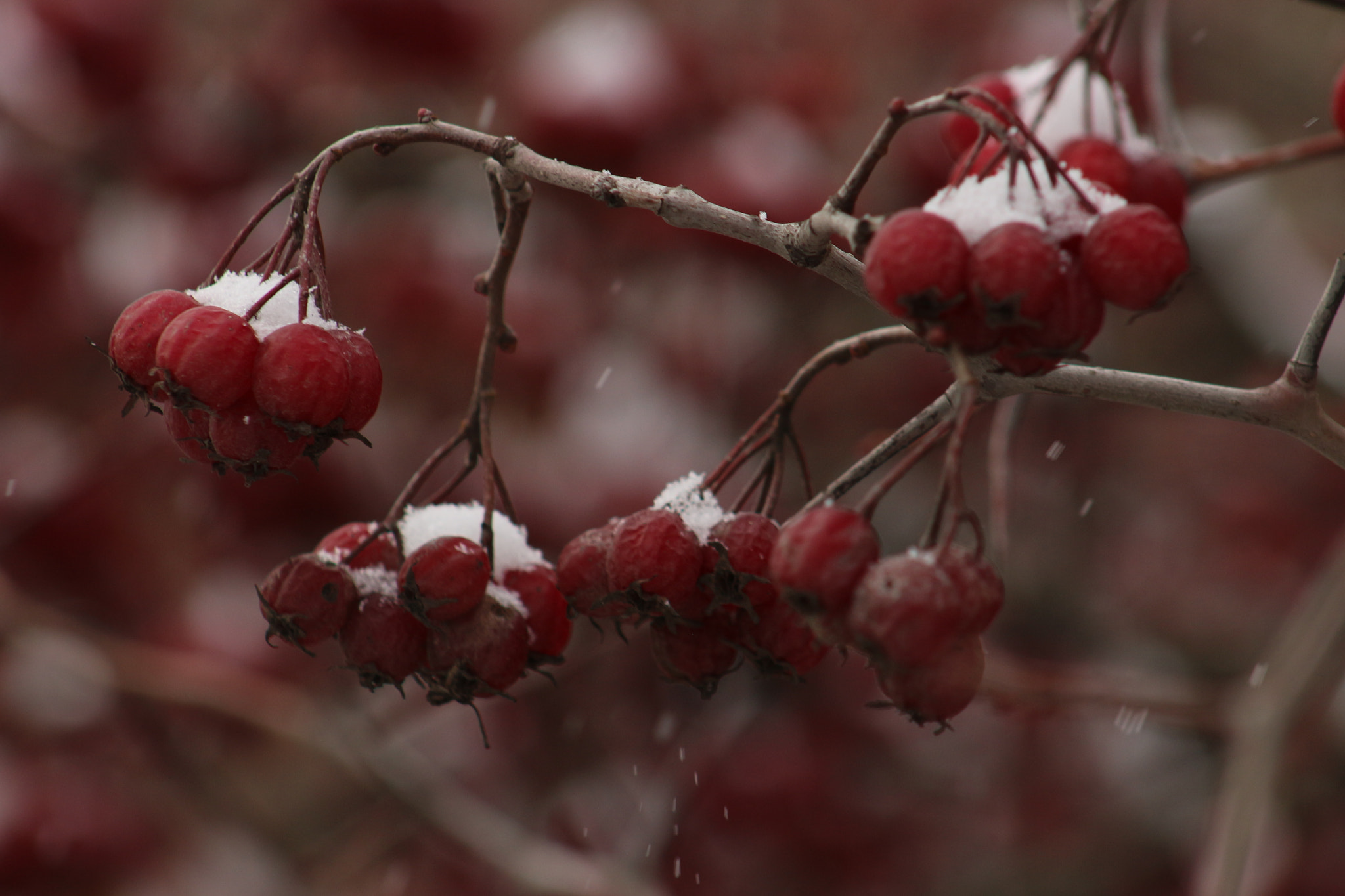 Canon EF 75-300mm f/4-5.6 USM sample photo. Red hawthorn photography