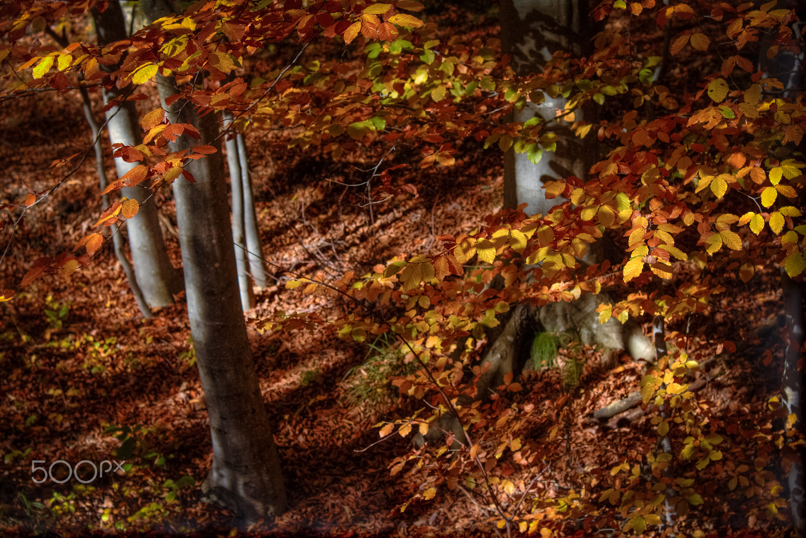 Canon EOS M + Canon EF 50mm F1.8 II sample photo. Autumn in the woods, light and shadows photography