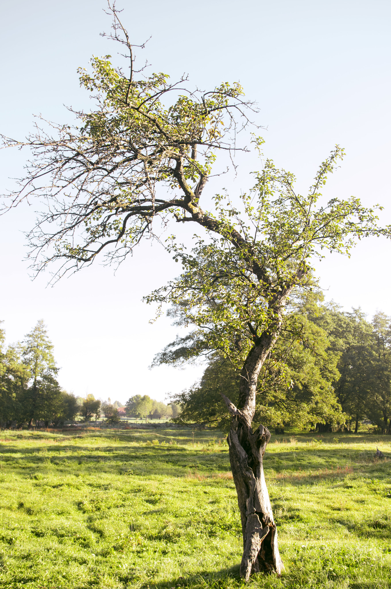 Pentax K-3 sample photo. The great tree. photography
