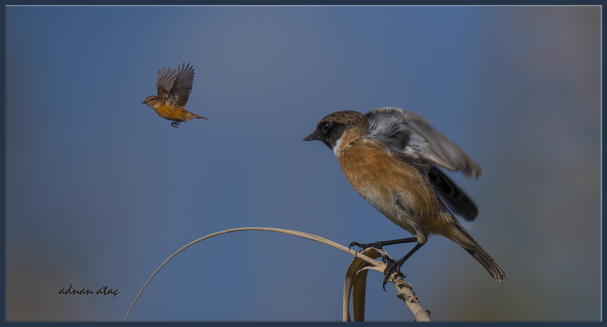 Sigma 150-600mm F5-6.3 DG OS HSM | S sample photo. Taşkuşu - european stonechat - saxicola rubicola photography