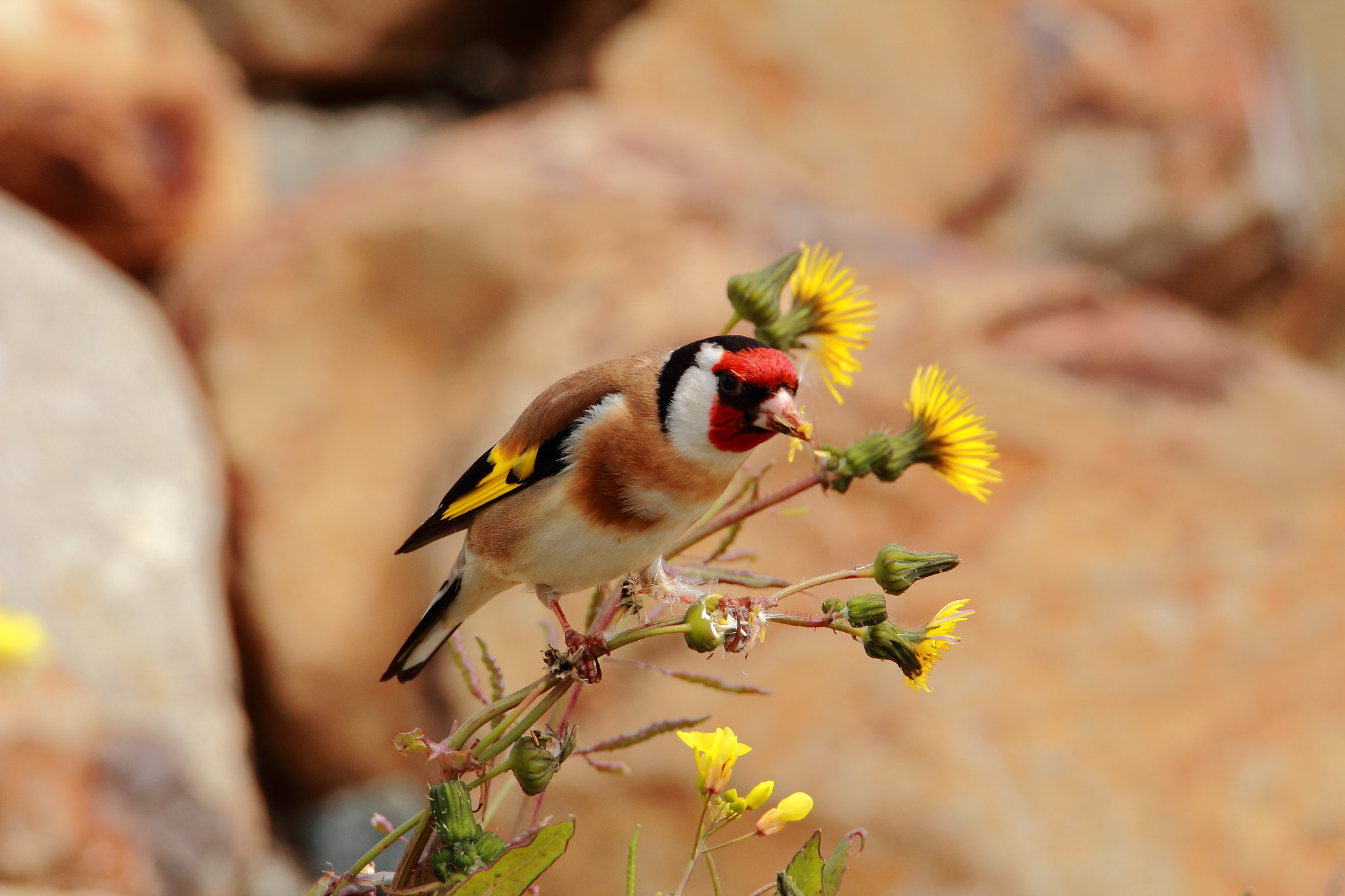 Canon EOS 60D + Tamron SP 150-600mm F5-6.3 Di VC USD sample photo. Gold finch photography