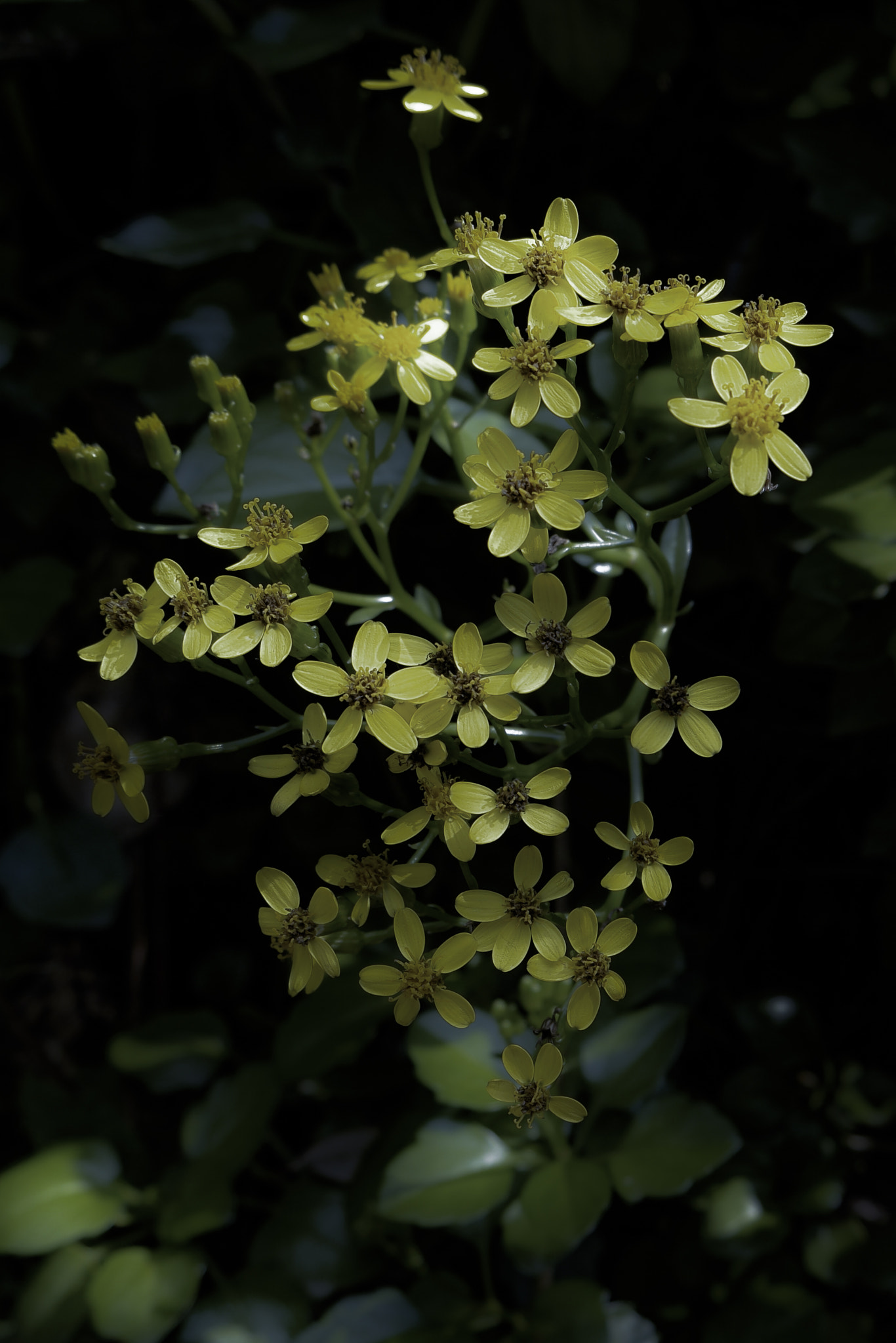 Samsung NX500 + Samsung NX 16-50mm F3.5-5.6 Power Zoom ED OIS sample photo. Generations photography
