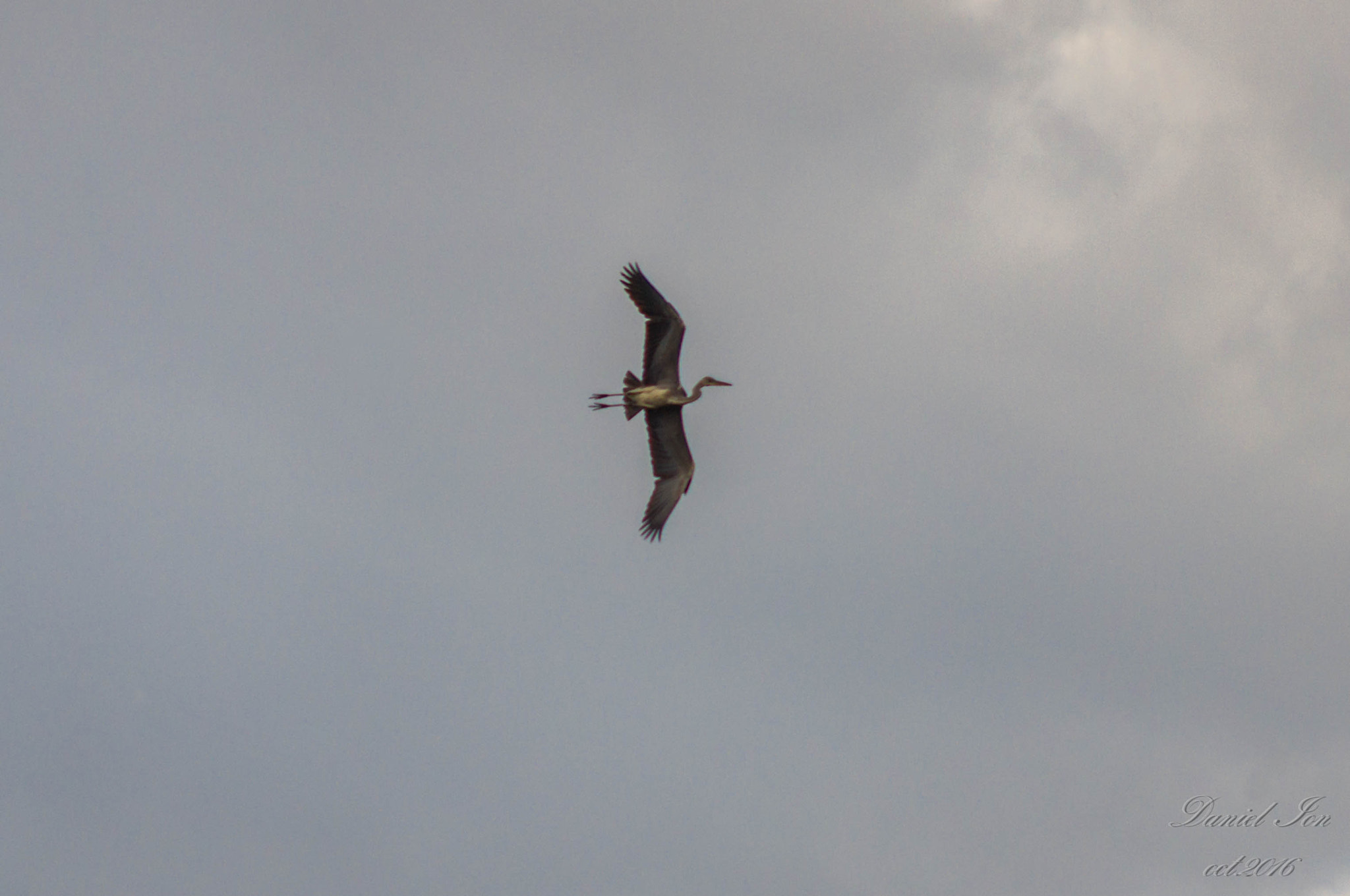 Pentax K-x sample photo. Ardea cinerea photography