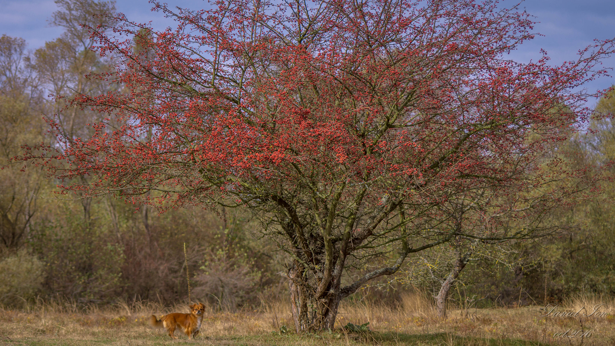 smc PENTAX-FA 80-320mm F4.5-5.6 sample photo. Dog and tree photography