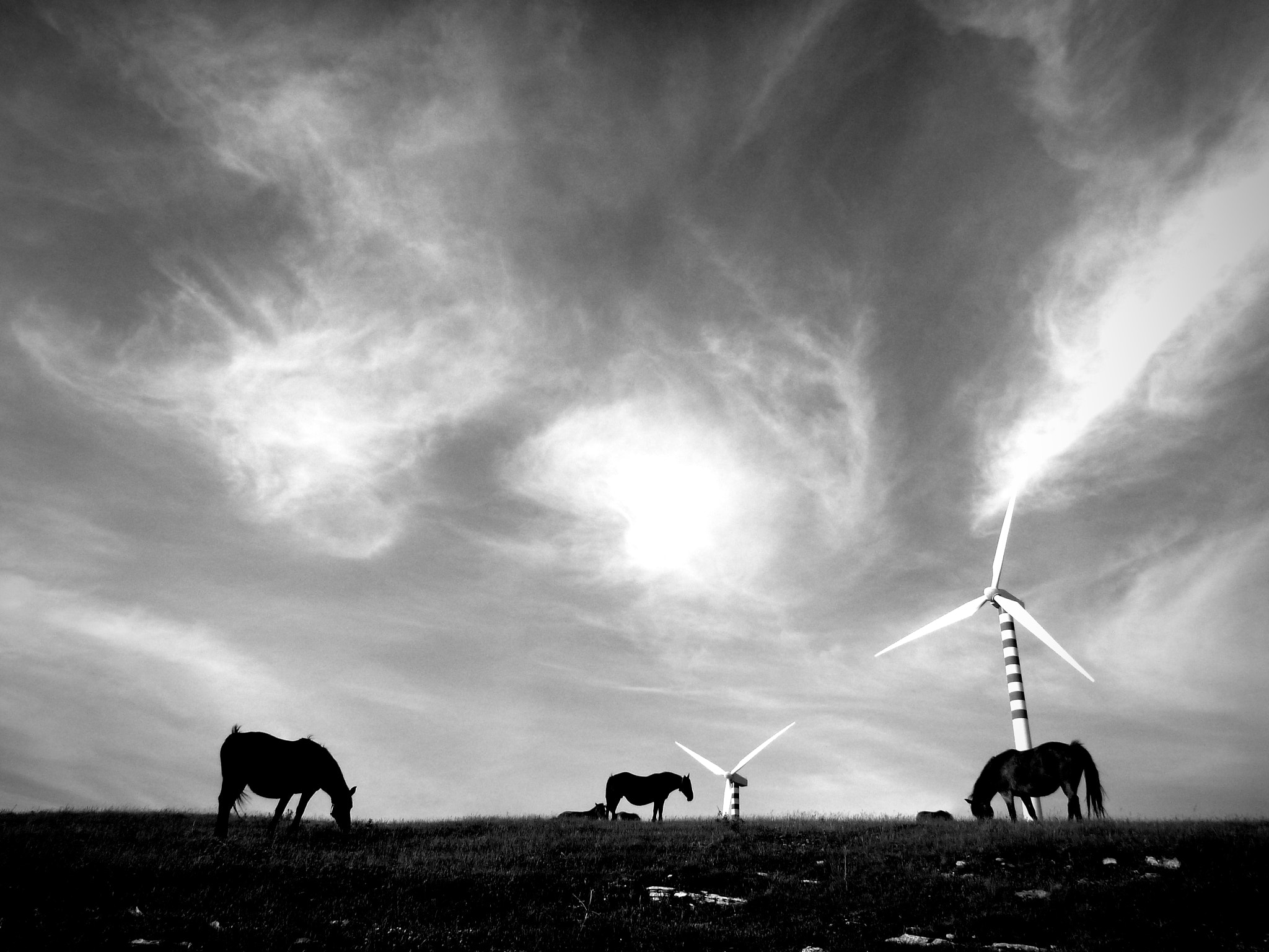 Panasonic DMC-FT3 sample photo. Horses in the wind photography