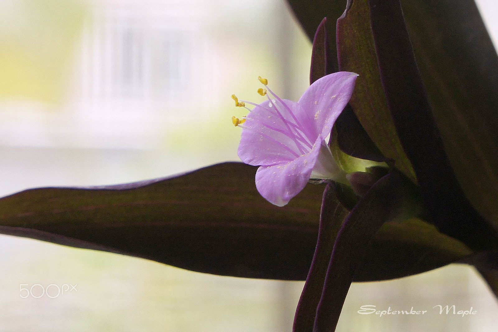 Sony NEX-5C sample photo. 紫色鸭跖草 photography