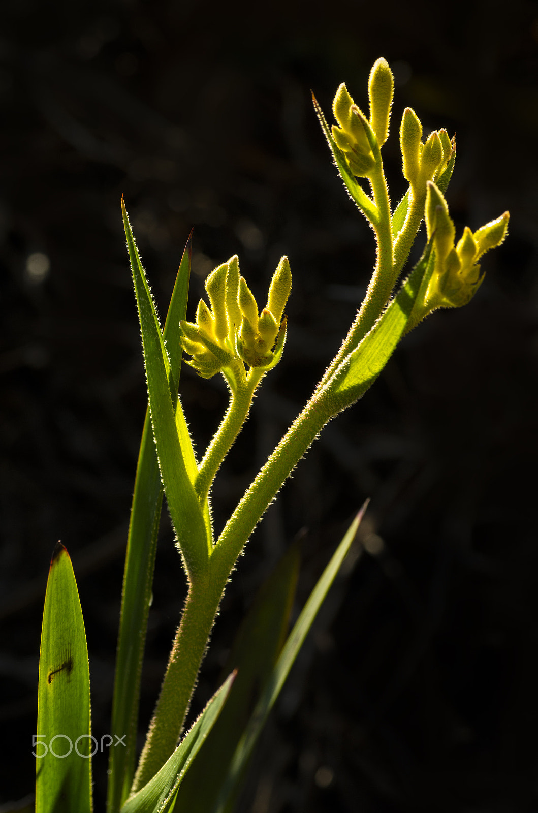 Pentax K-30 + Tamron SP AF 90mm F2.8 Di Macro sample photo. Kangaroo paws photography