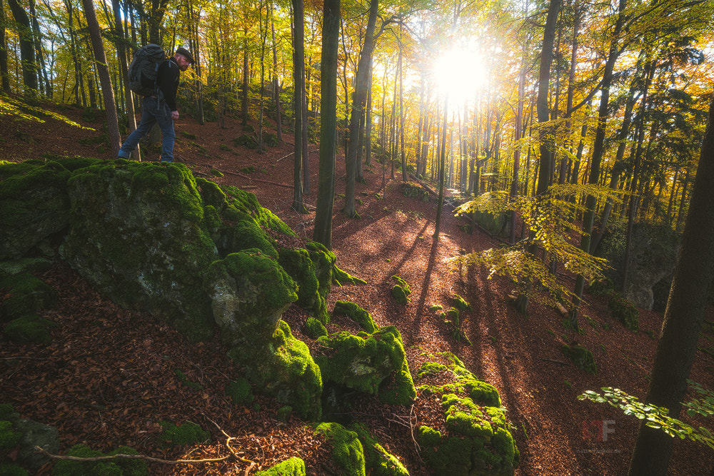 Samyang 14mm F2.8 ED AS IF UMC sample photo. Explore the forests photography