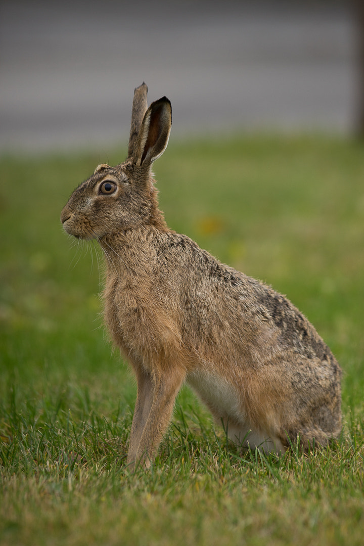 Canon EF 300mm F4L IS USM sample photo. Untitled photography