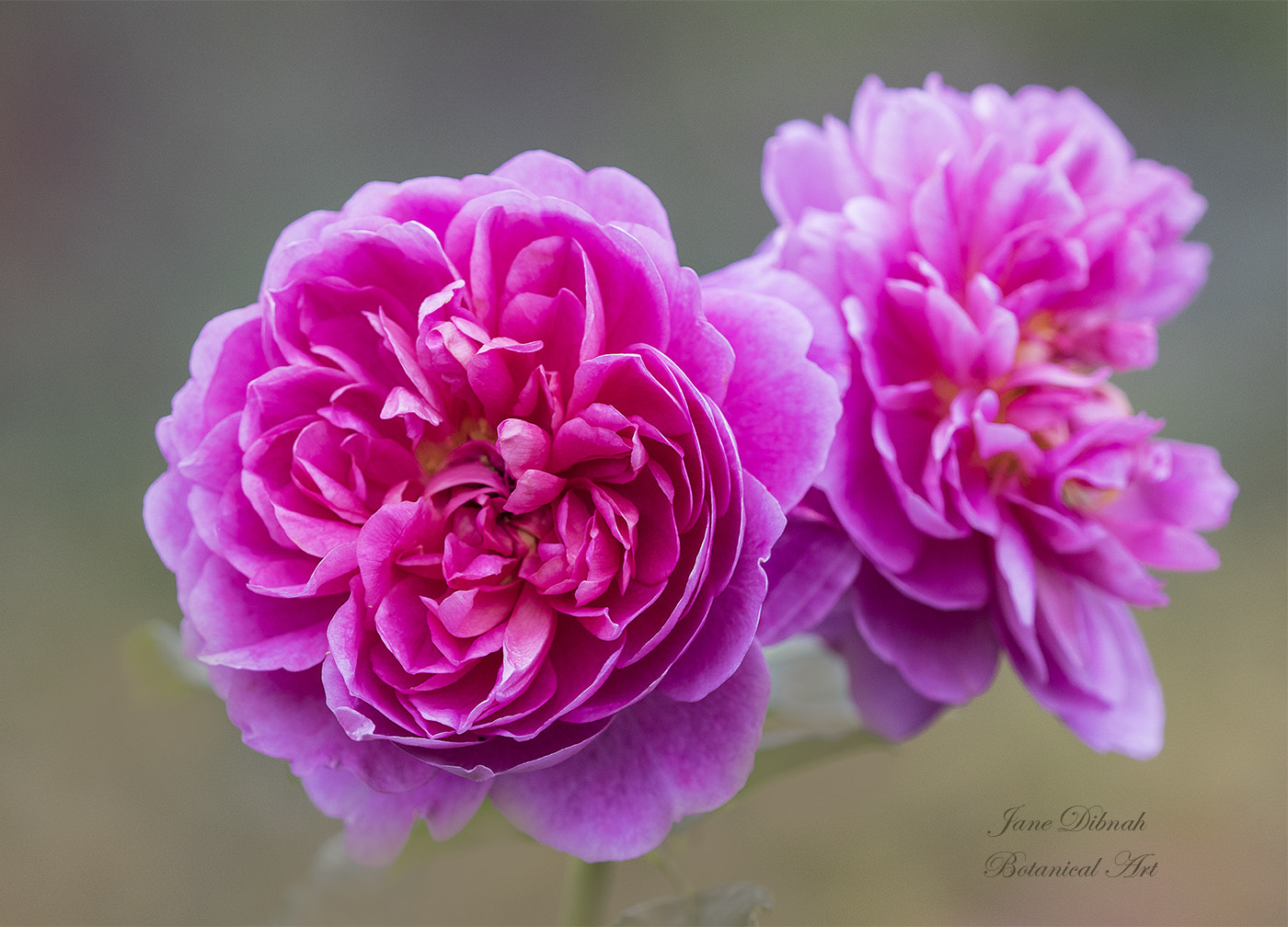 Canon EF 180mm F3.5L Macro USM sample photo. Rose - princess anne photography