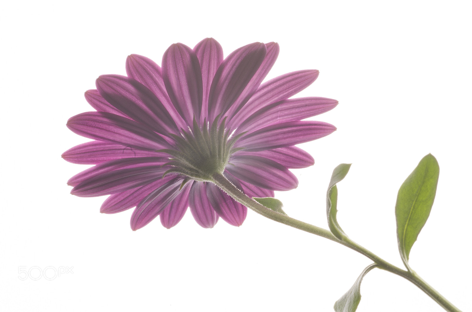 Tamron SP AF 90mm F2.8 Di Macro sample photo. African daisy.jpg photography