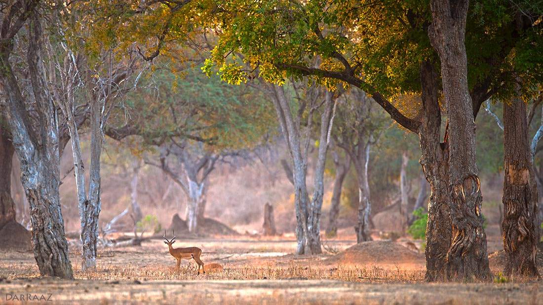 Nikon D3X + Nikon AF-S Nikkor 600mm F4G ED VR sample photo. Mystical mana photography