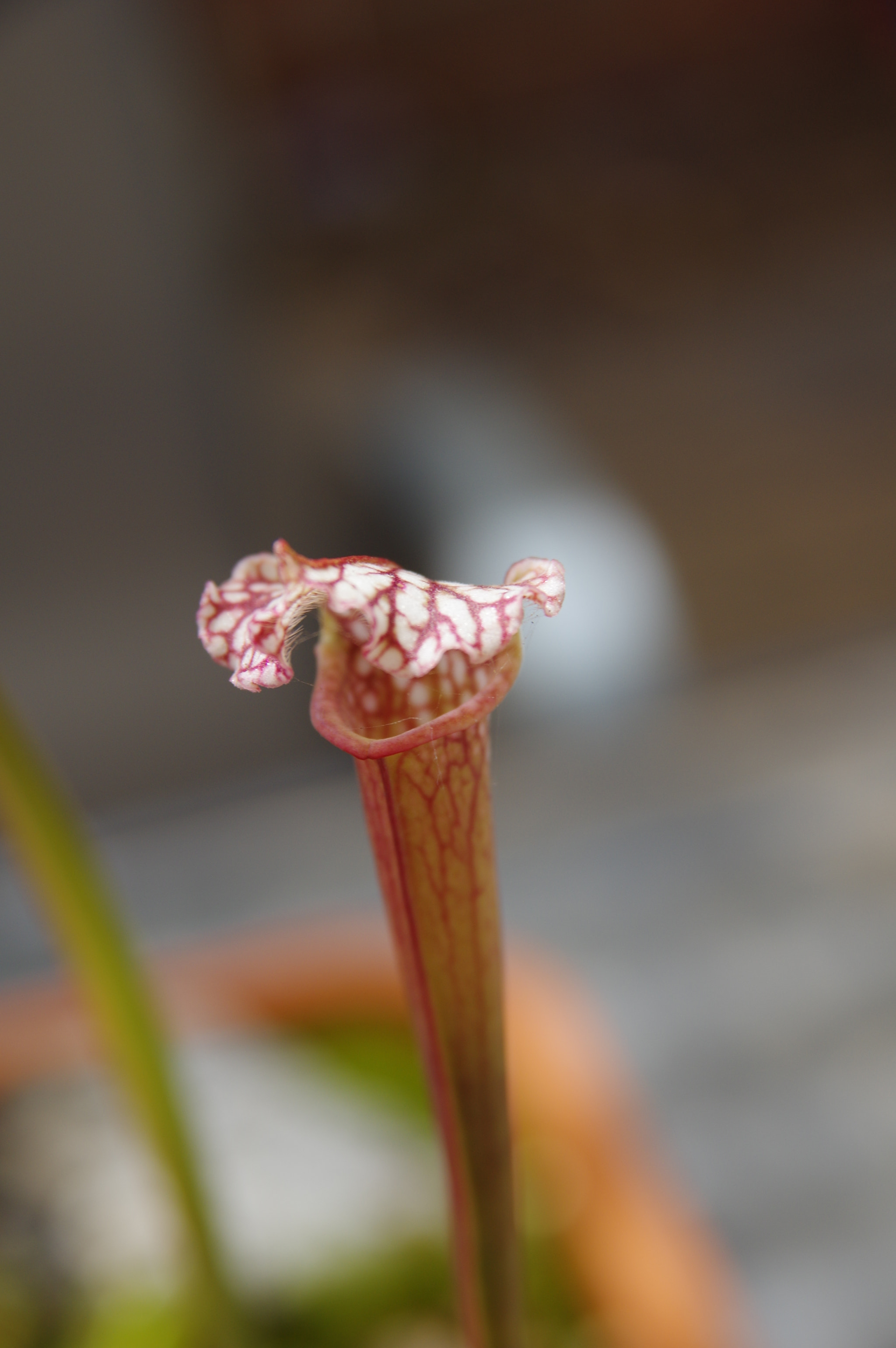 Pentax K-3 + Sigma 17-70mm F2.8-4.5 DC Macro sample photo. Pitcher this photography