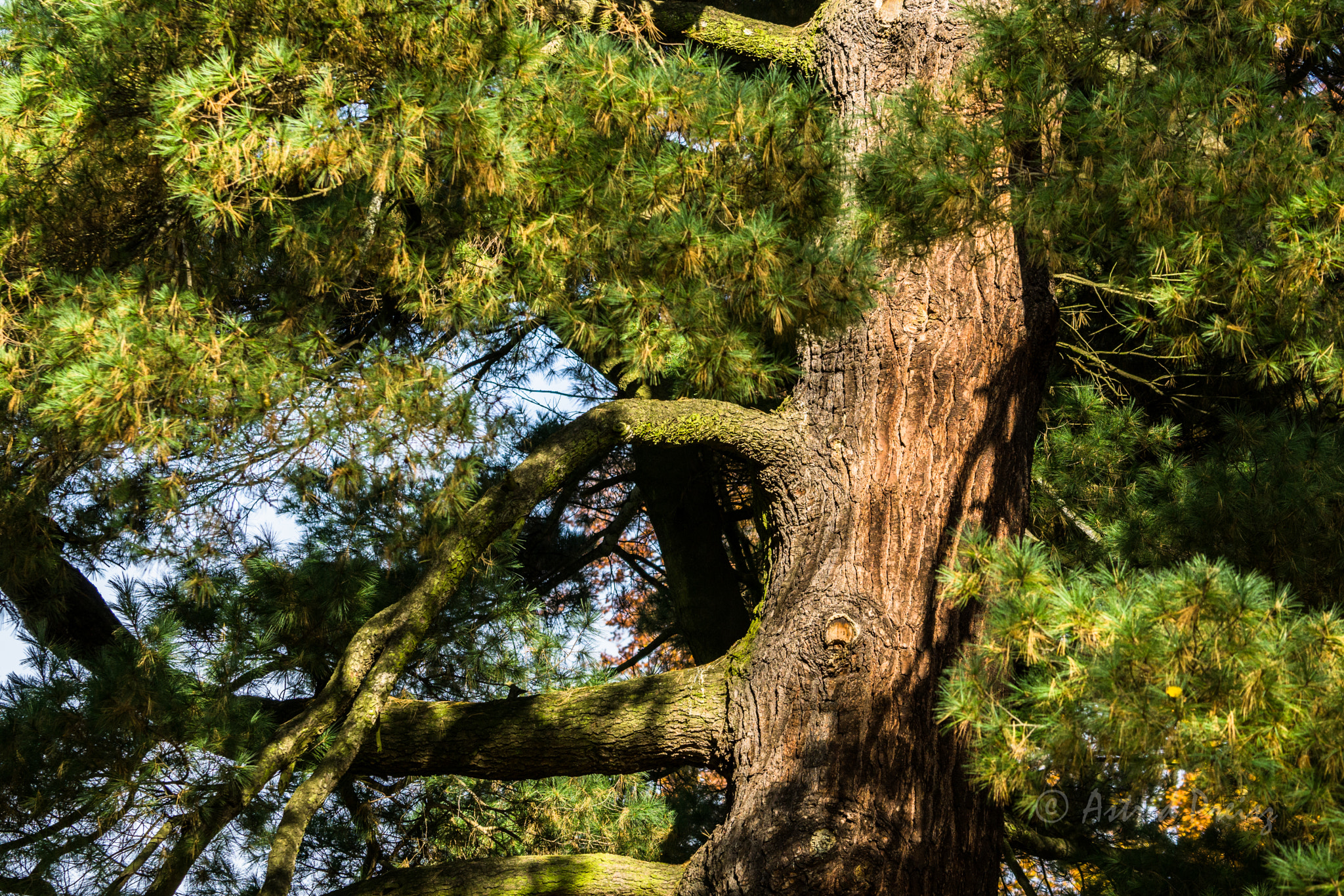 Sony FE 70-300mm F4.5-5.6 G OSS sample photo. Talking tree photography