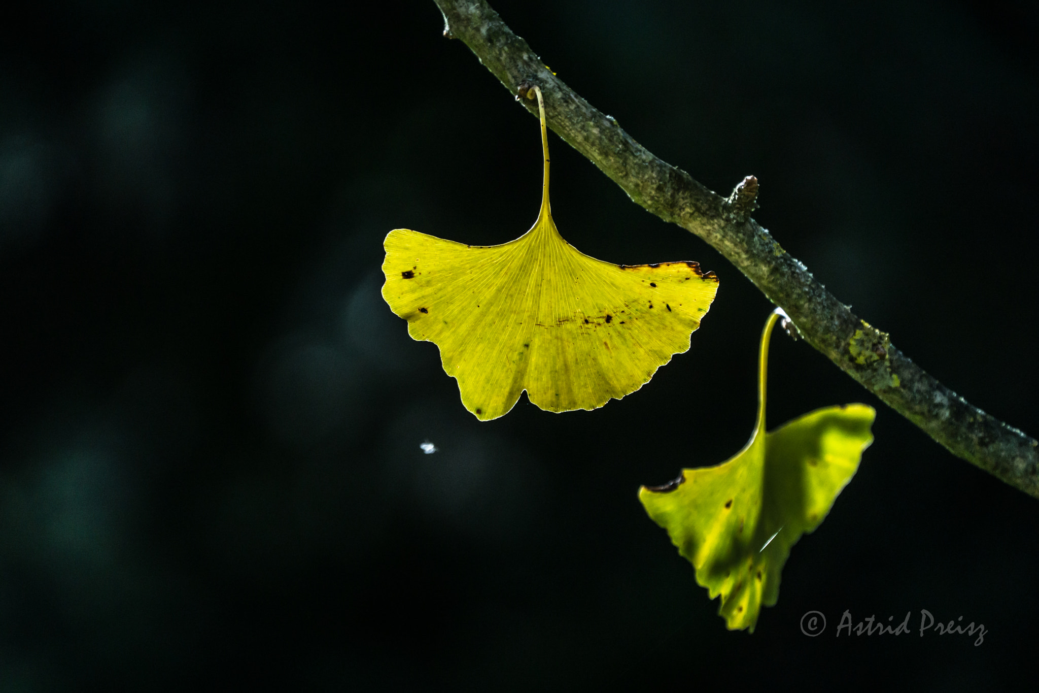 Sony FE 70-300mm F4.5-5.6 G OSS sample photo. Gingko photography