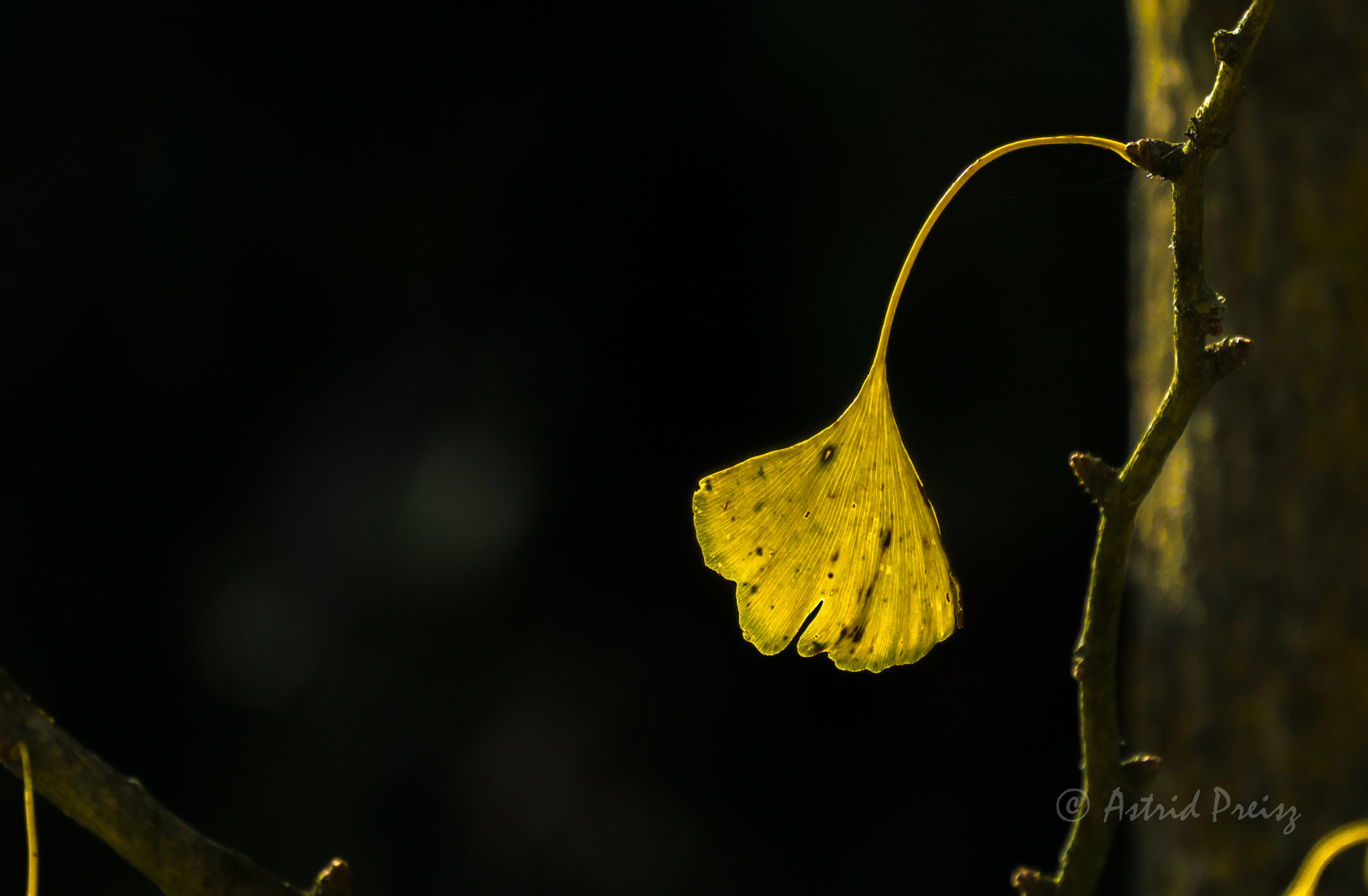 Sony FE 70-300mm F4.5-5.6 G OSS sample photo. Gingko leaf photography