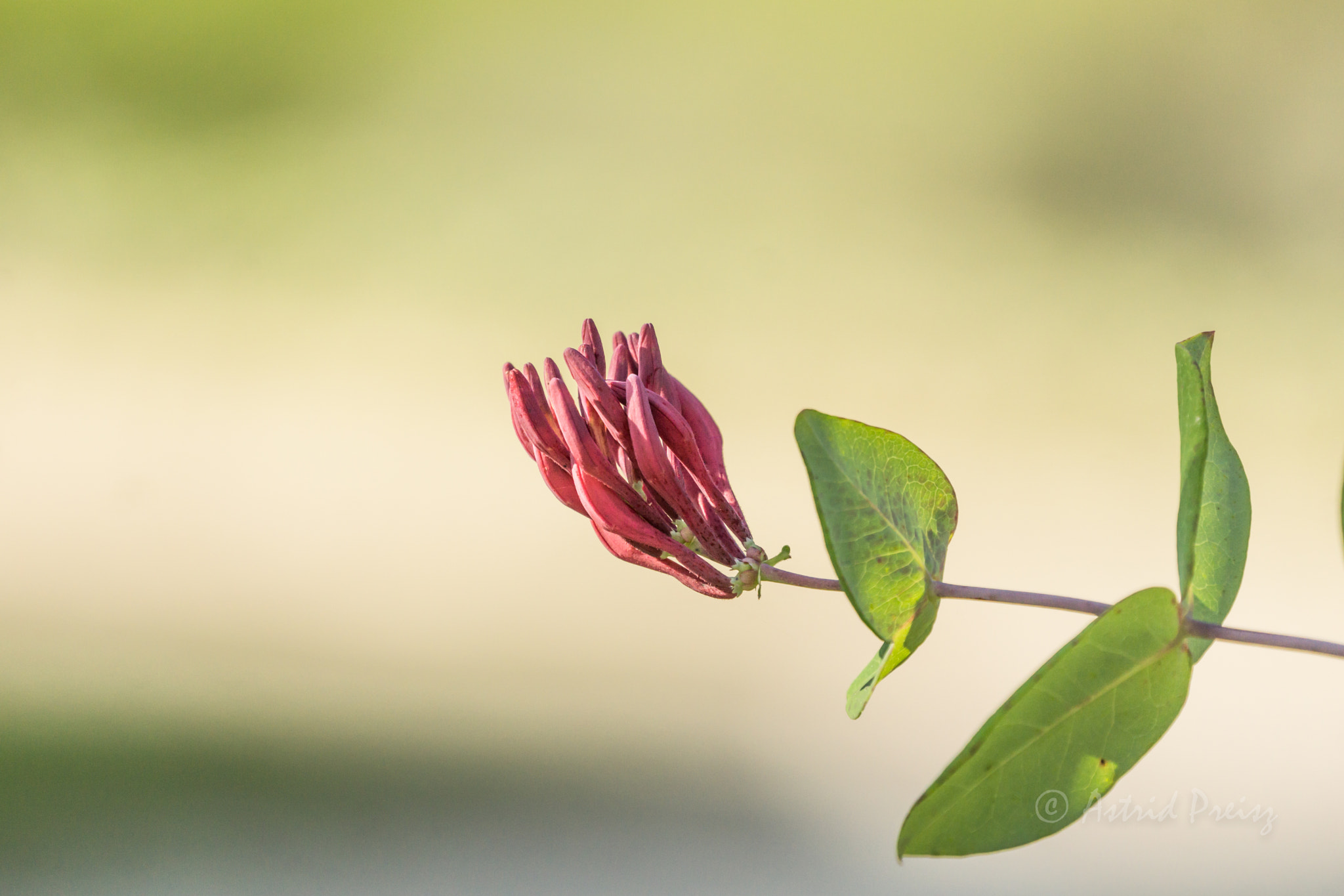 Sony FE 70-300mm F4.5-5.6 G OSS sample photo. Flower photography