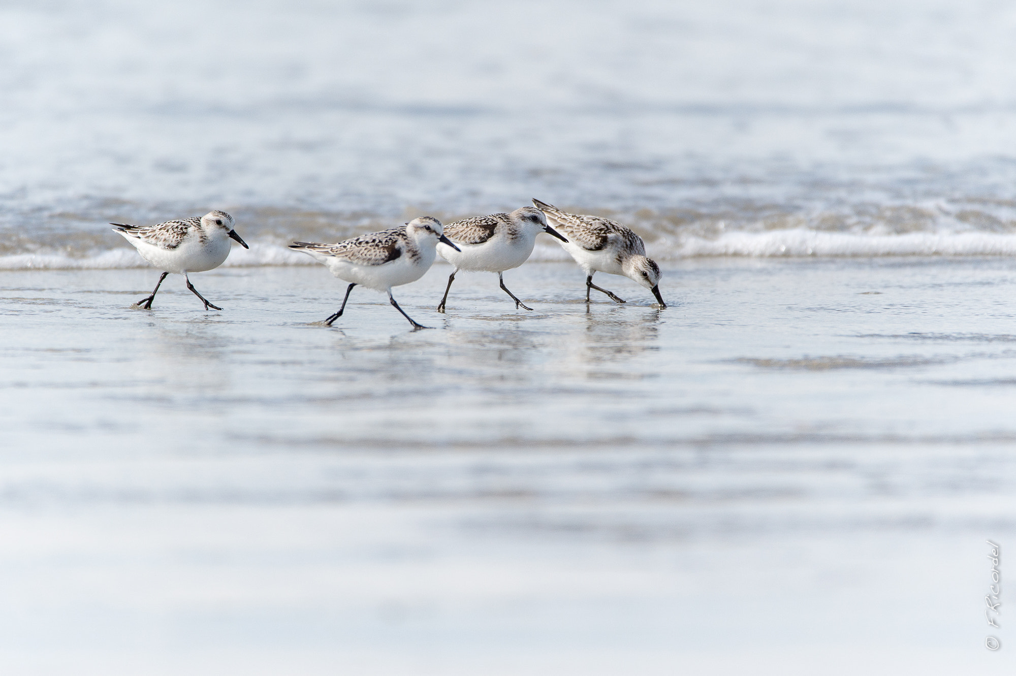 Sigma 150-600mm F5-6.3 DG OS HSM | C sample photo. Band of brothers - les copains d'abord photography