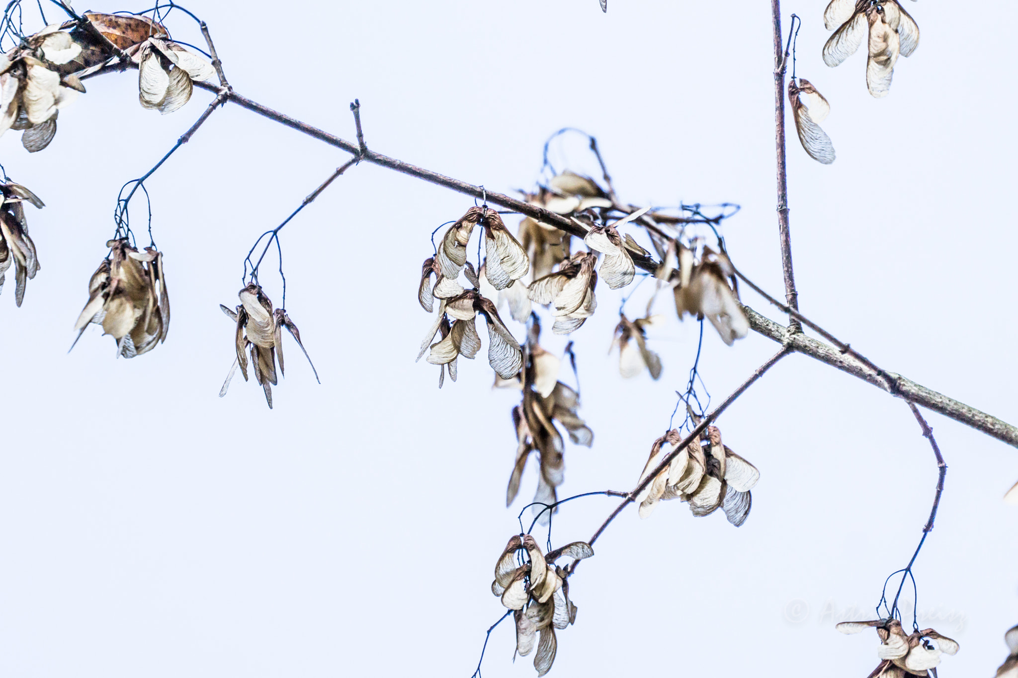 Sony FE 70-300mm F4.5-5.6 G OSS sample photo. Delicacy photography