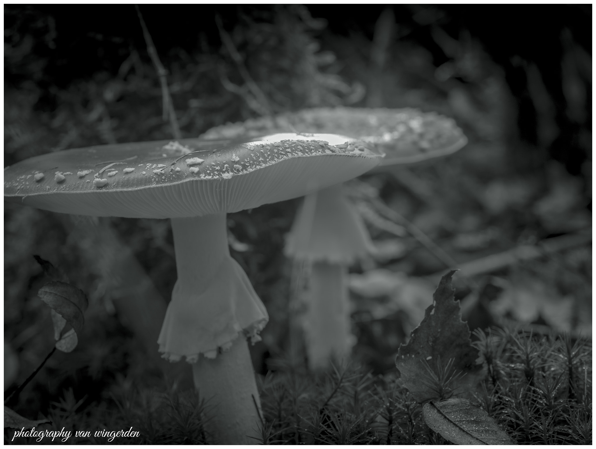 Olympus M.Zuiko Digital ED 60mm F2.8 Macro sample photo. Amanita muscaria photography