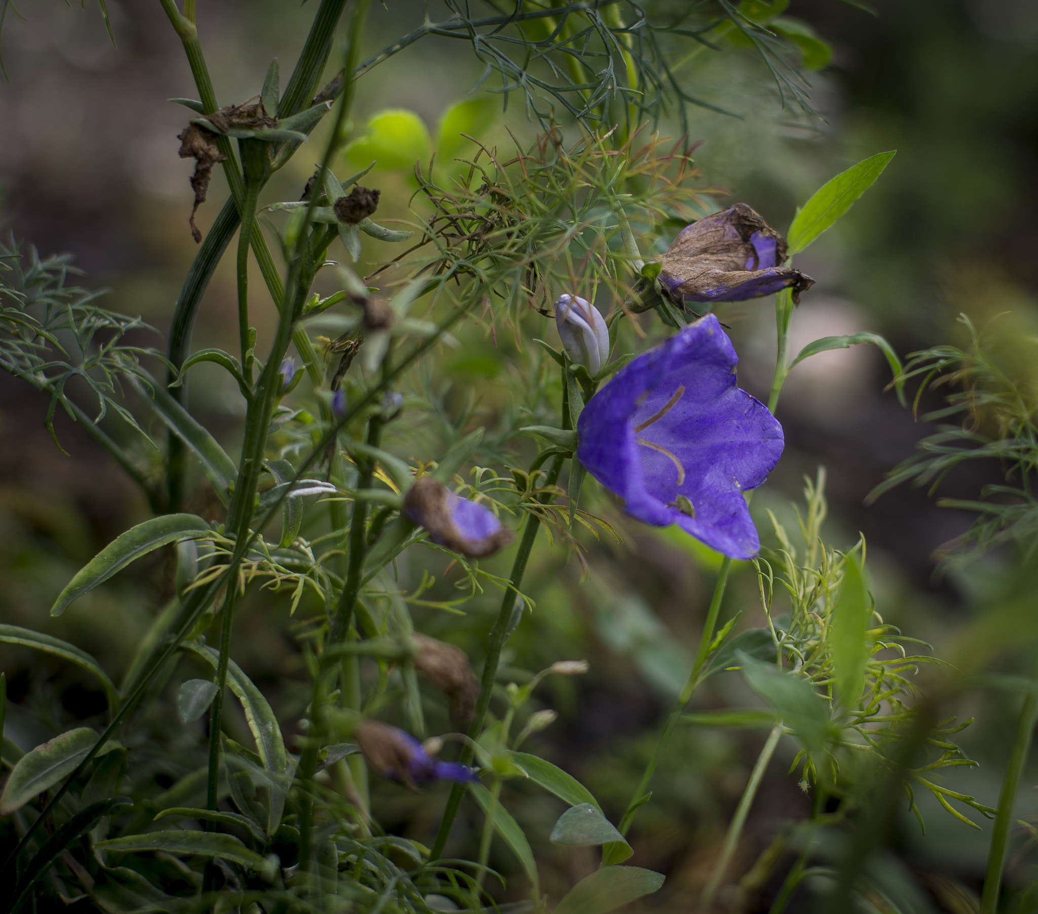 Pentax K-5 + Pentax smc FA 50mm F1.4 sample photo