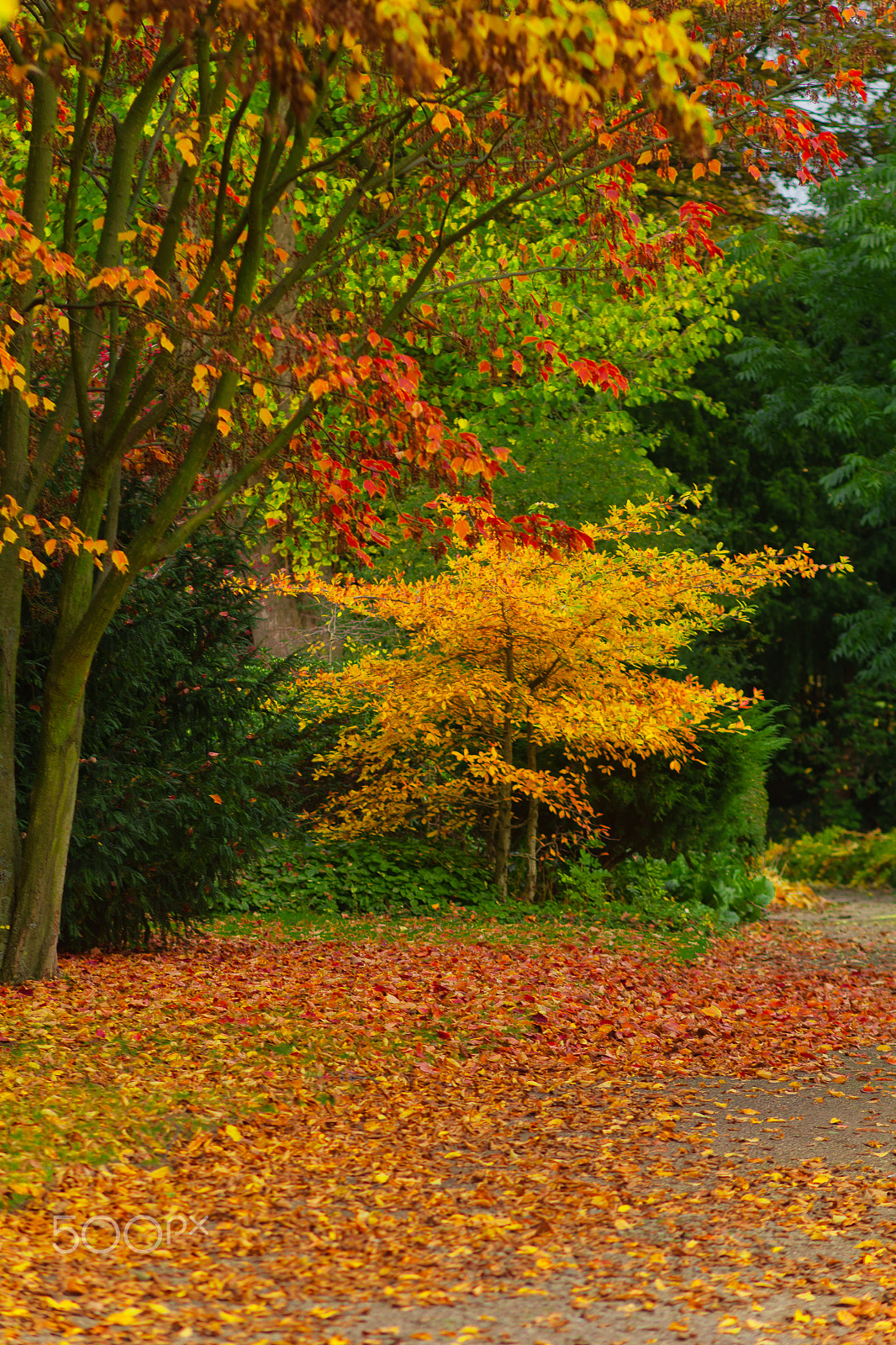 Canon EF 135mm F2.8 SF sample photo. Autumn in park photography