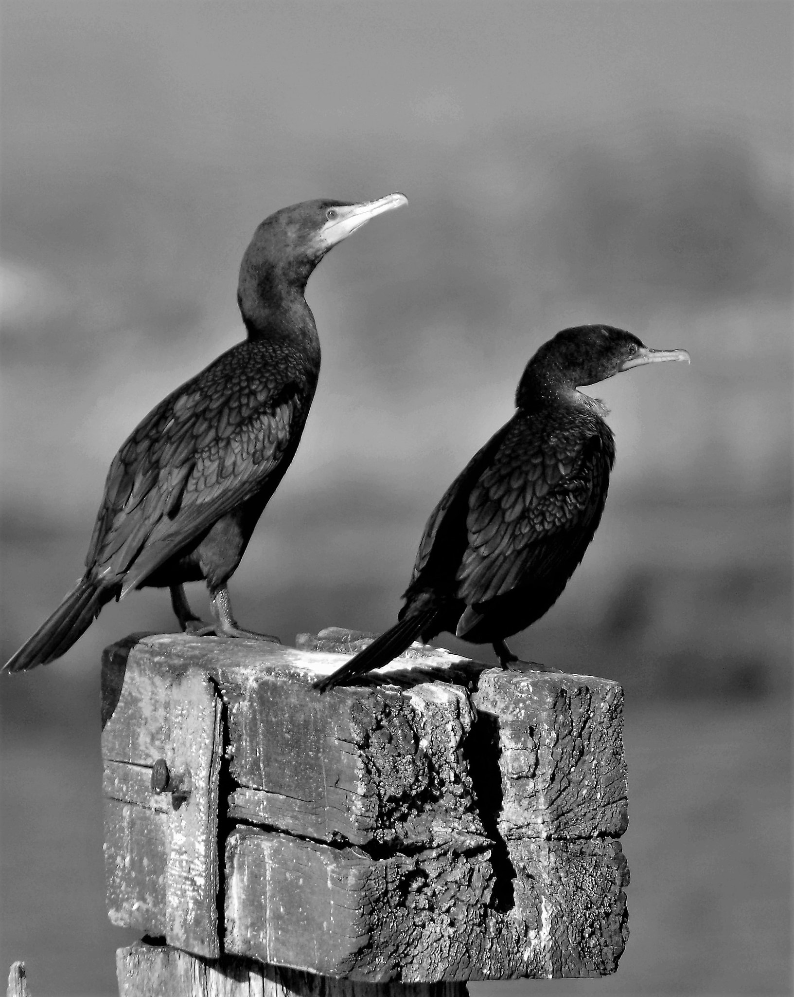 Sigma 150-500mm F5-6.3 DG OS HSM sample photo. Double crested cormorant. photography