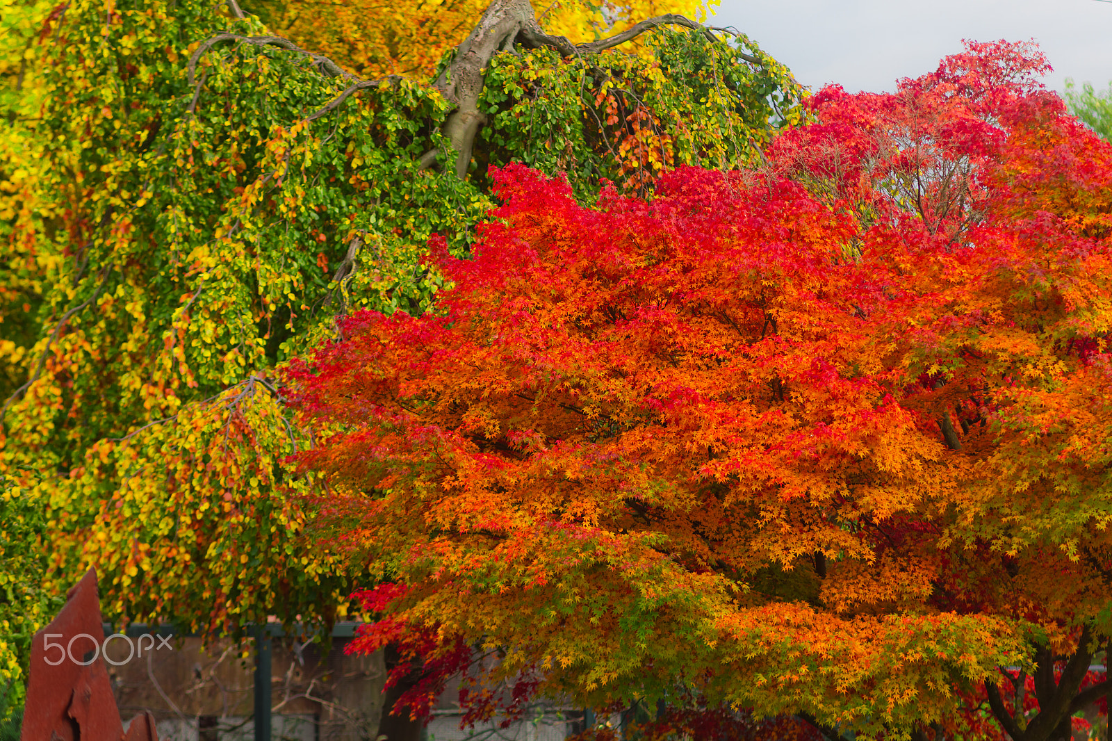 Canon EOS 5D Mark II sample photo. Red&green photography