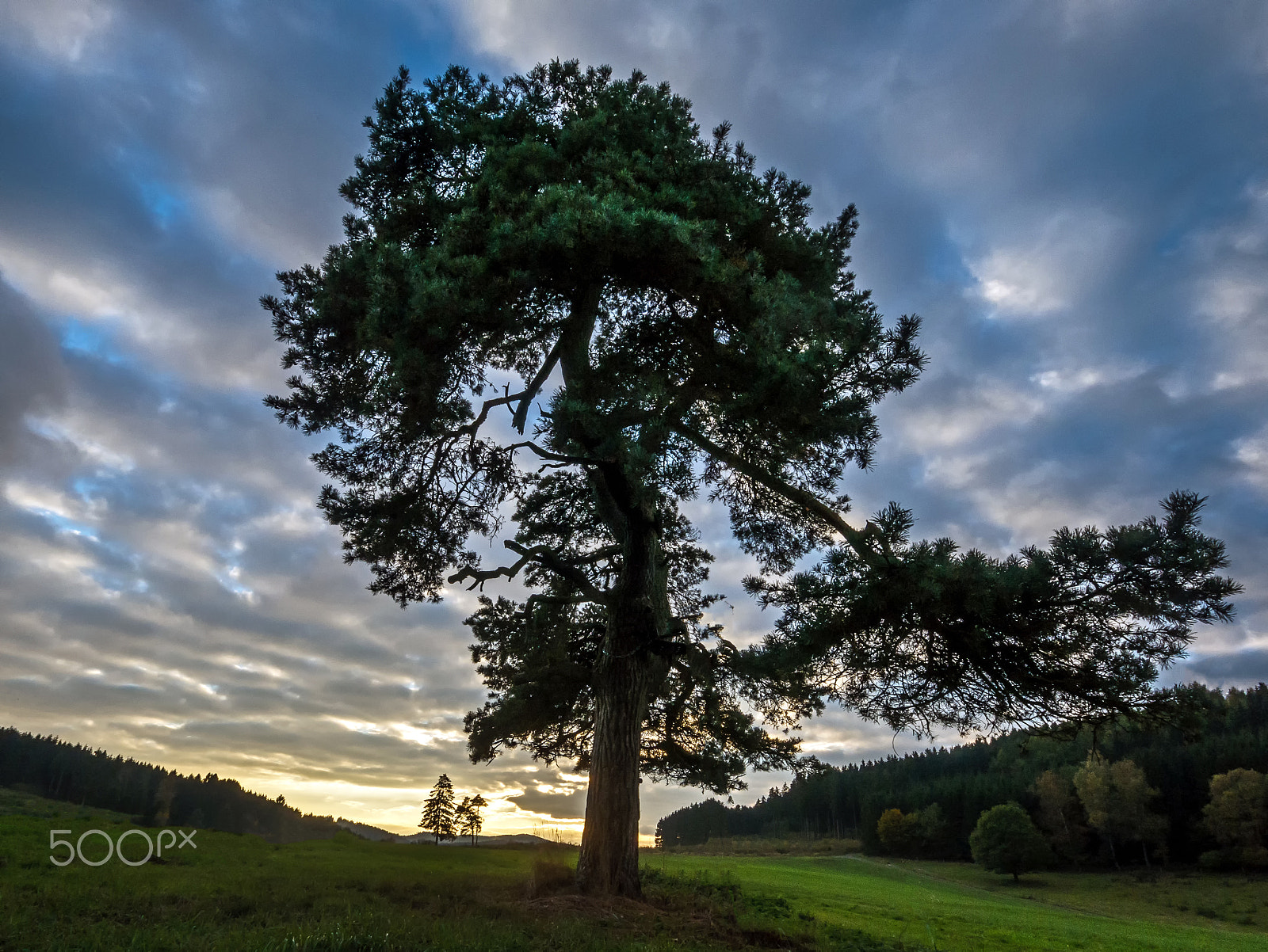 Panasonic DMC-G70 + OLYMPUS M.9-18mm F4.0-5.6 sample photo. Die alte kiefer photography