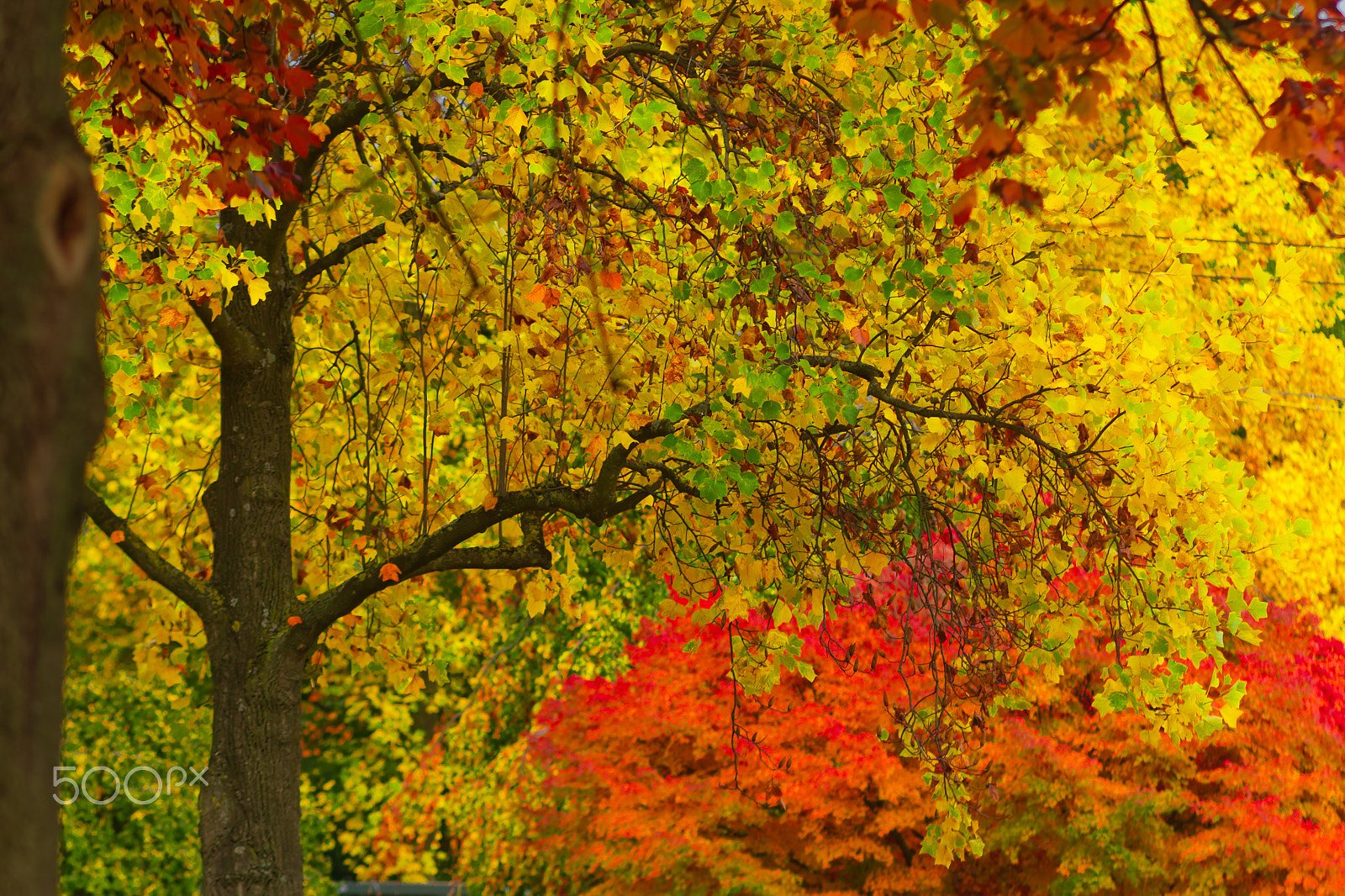 Canon EOS 5D Mark II sample photo. Autumn photography