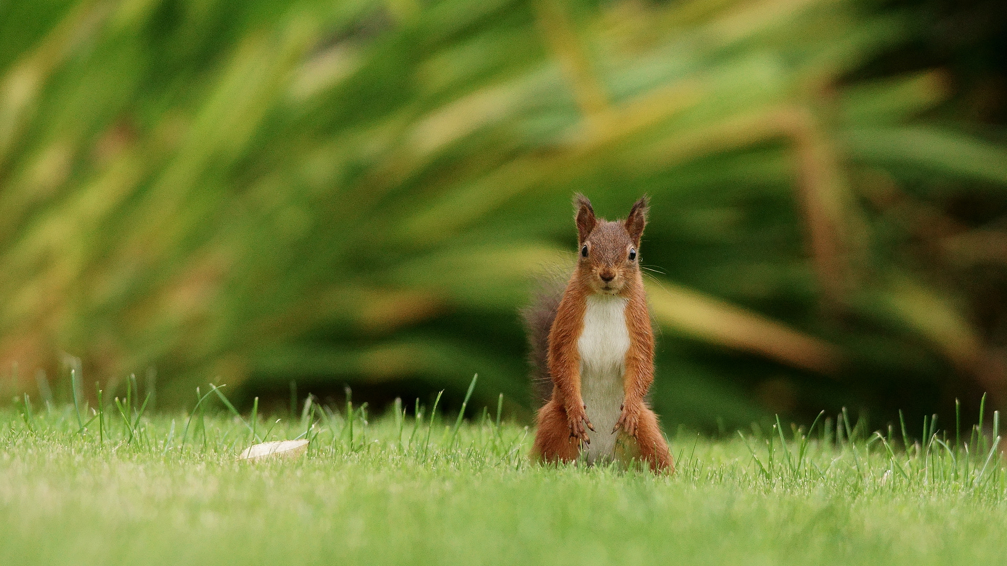 Sony 300mm F2.8 G SSM II sample photo. 'caroline' photography