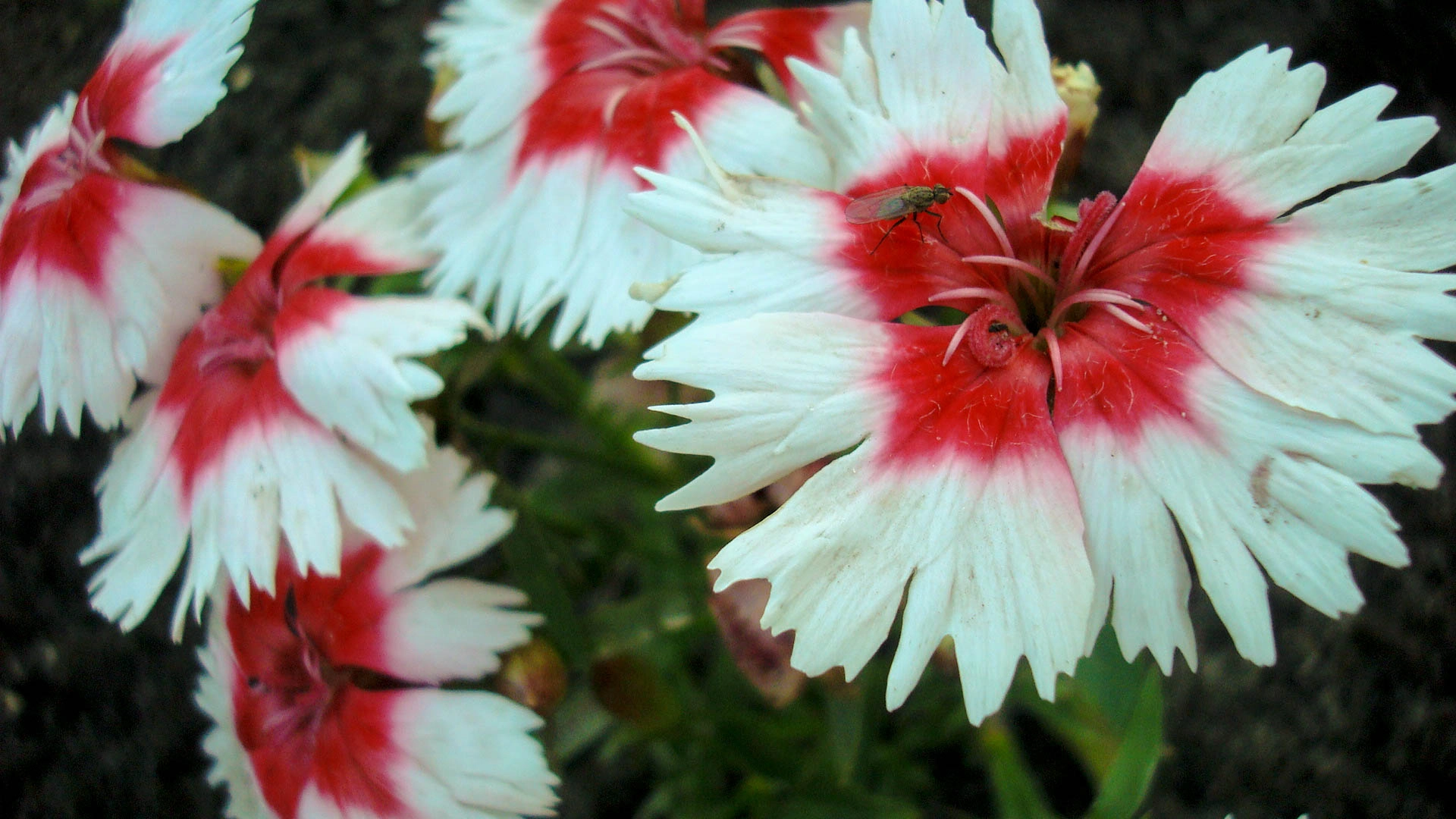 Sony DSC-W90 sample photo. Цветы / flowers photography