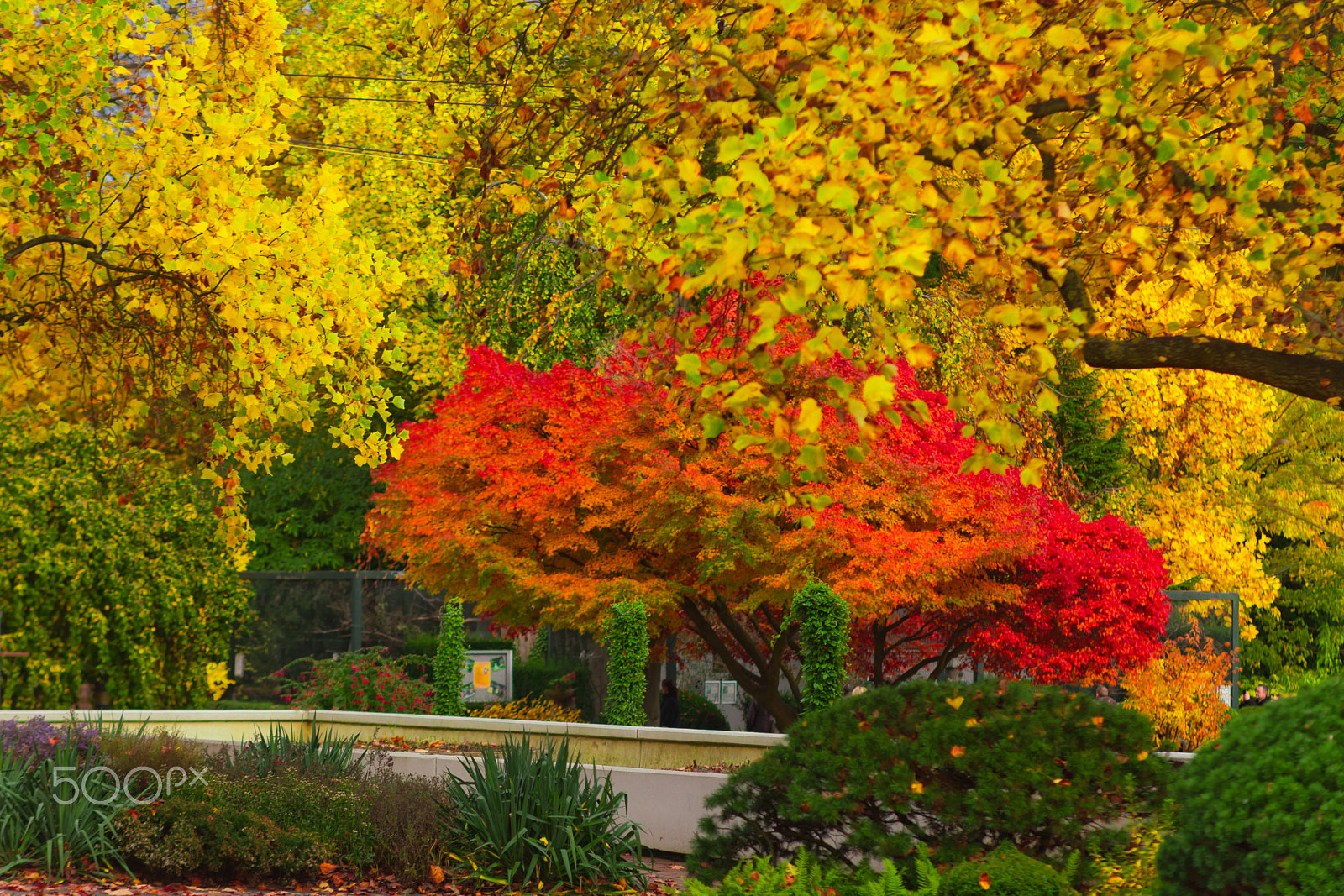 Canon EF 135mm F2.8 SF sample photo. Autumn photography
