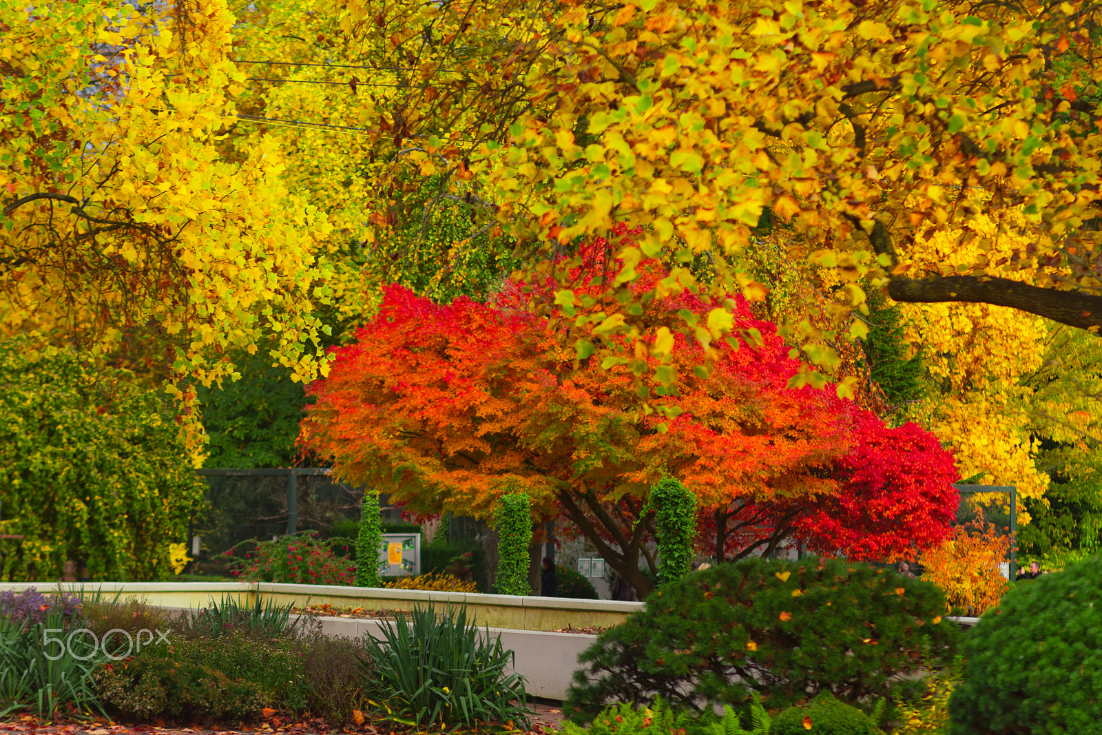 Canon EF 135mm F2.8 SF sample photo. Autumn photography