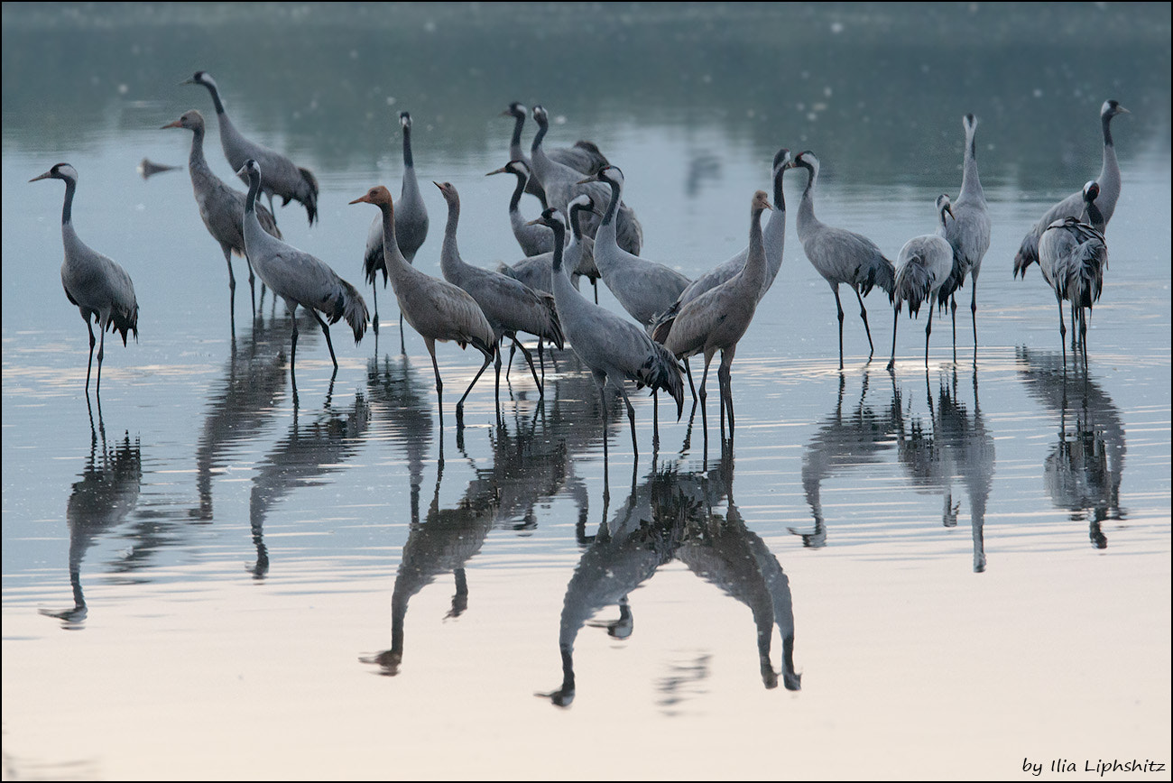 Canon EOS-1D Mark III + Canon EF 300mm F2.8L IS USM sample photo. Morning cranes №6 photography